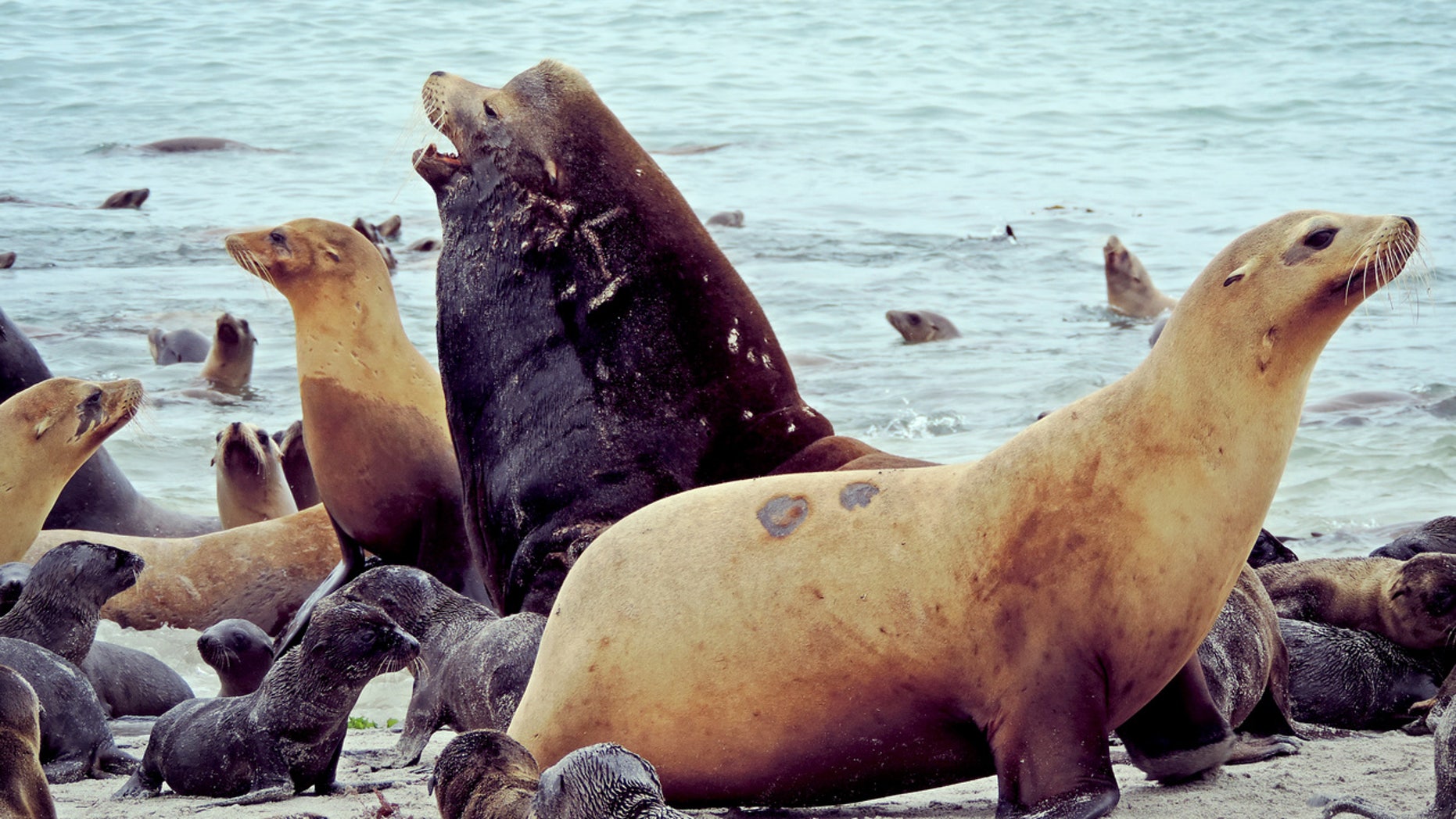 California sea lions.
