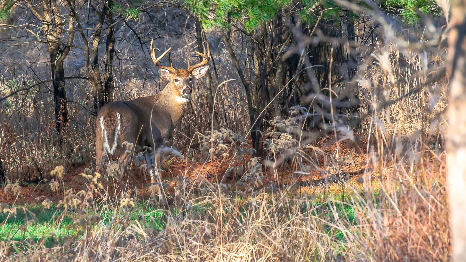 The facilities concerned are not allowed to move live deer on their premises, but they may choose to keep the unaffected deer alive.