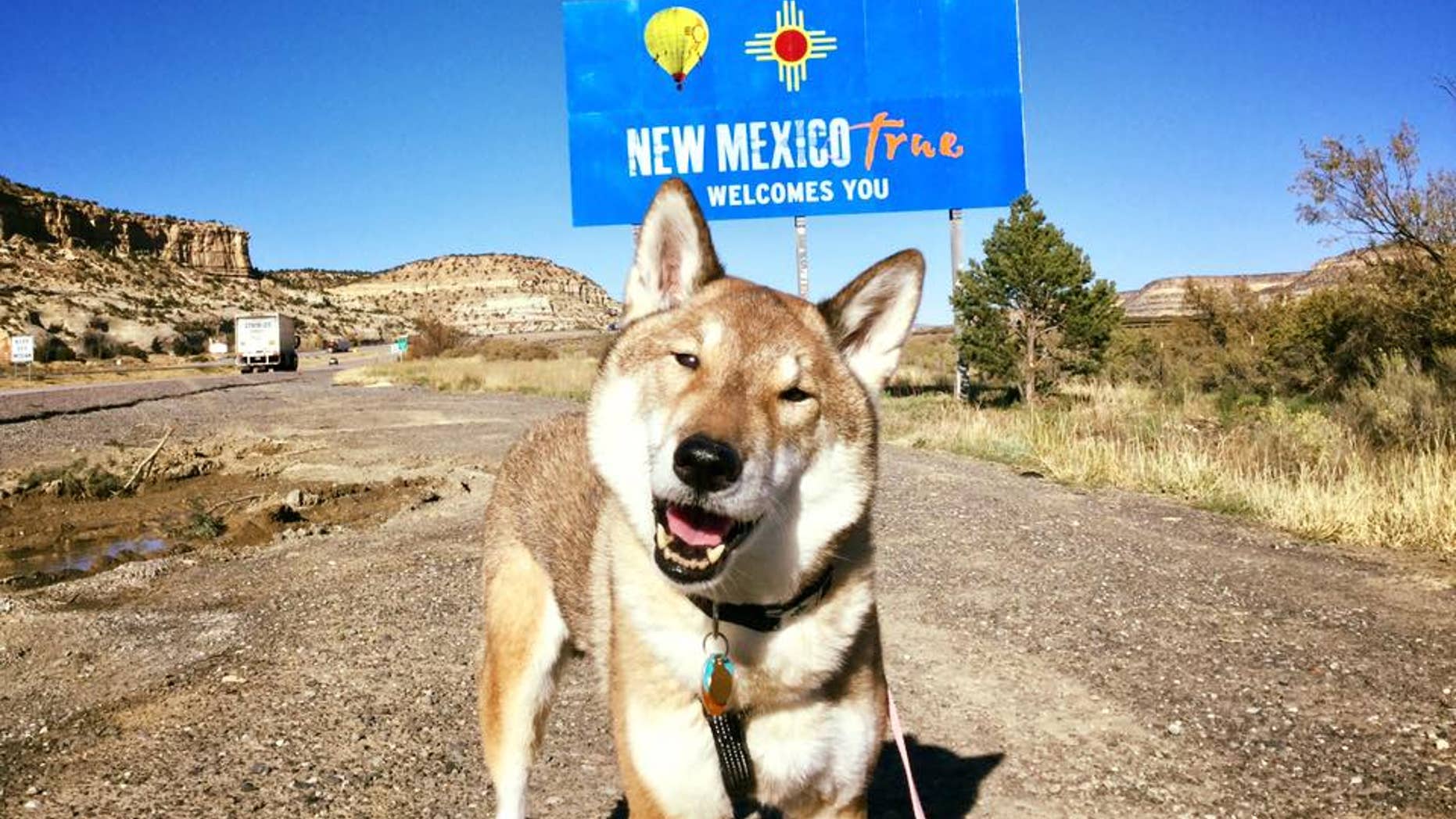 The dog, Mura, was found to have an aggressive blood cancer in September.