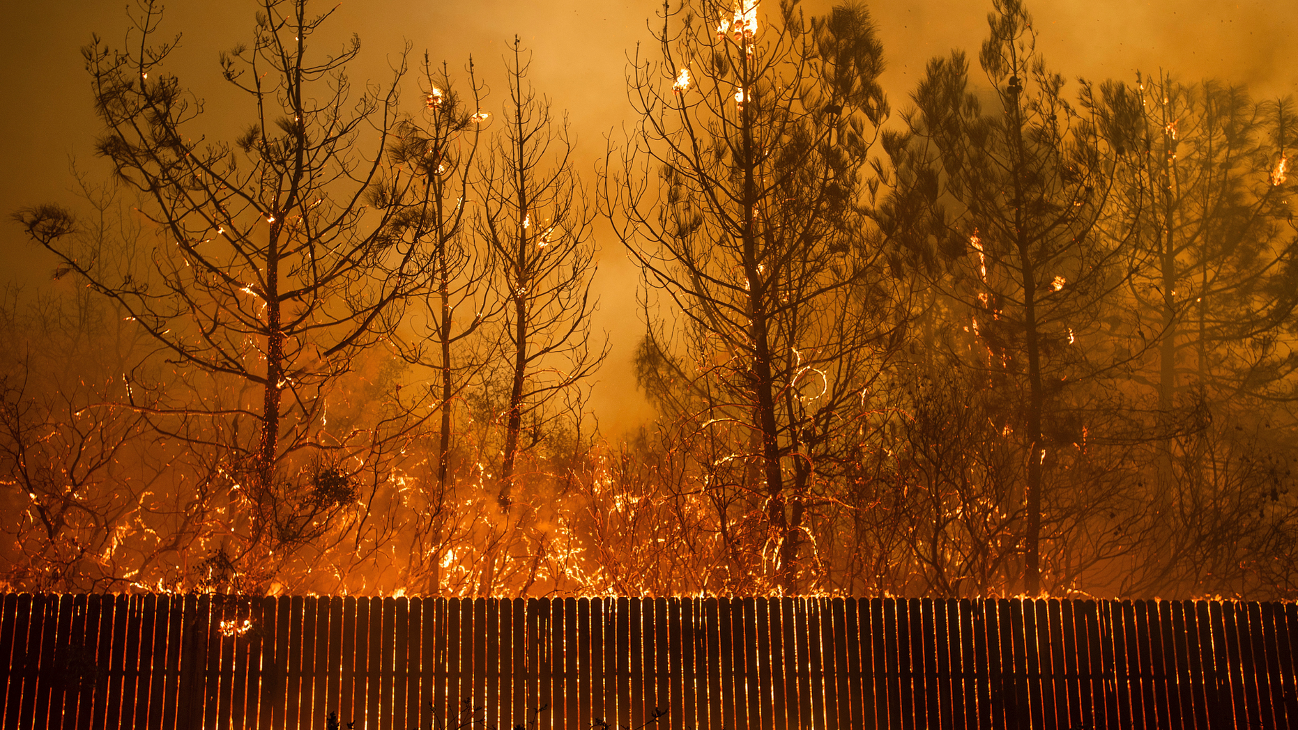 Flames climb trees as the Camp Fire tears through Paradise, Calif., on Thursday, Nov. 8, 2018. (AP Photo/Noah Berger, File)