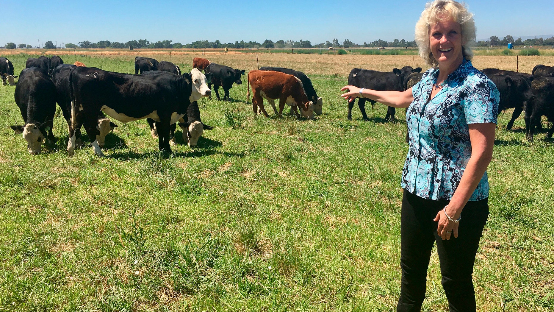 In this July 11, 2018 photo, animal geneticist Alison Van Eenennaam of the University of California, Davis, points to a group of dairy calves that won’t have to be de-horned thanks to gene editing. The calves are descended from a bull genetically altered to be hornless, and the company behind the work, Recombinetics, says gene-edited traits could ease animal suffering and improve productivity. (AP Photo/Haven Daley)