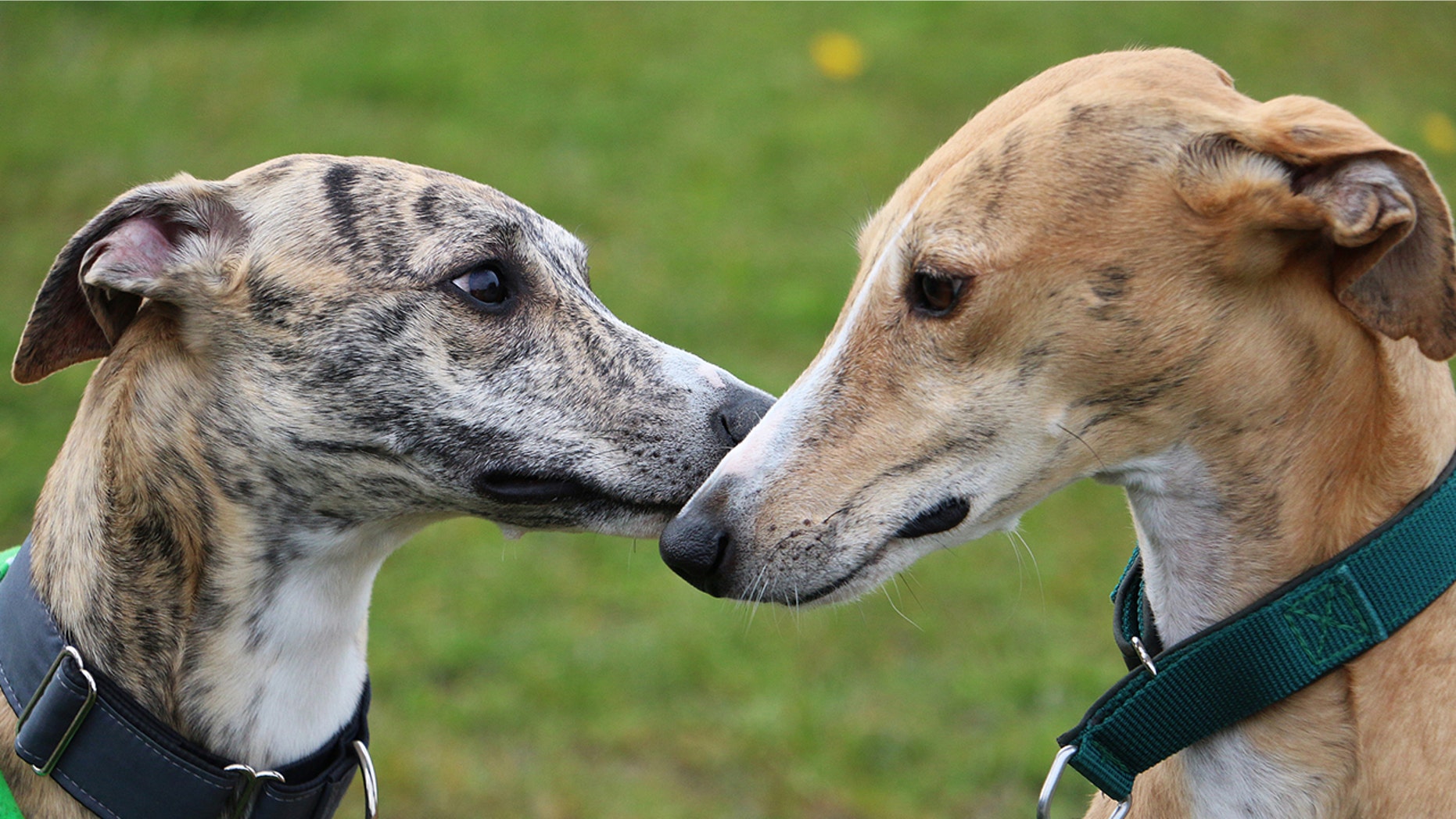 Greyhound Dogs Istock ?ve=1&tl=1?ve=1&tl=1