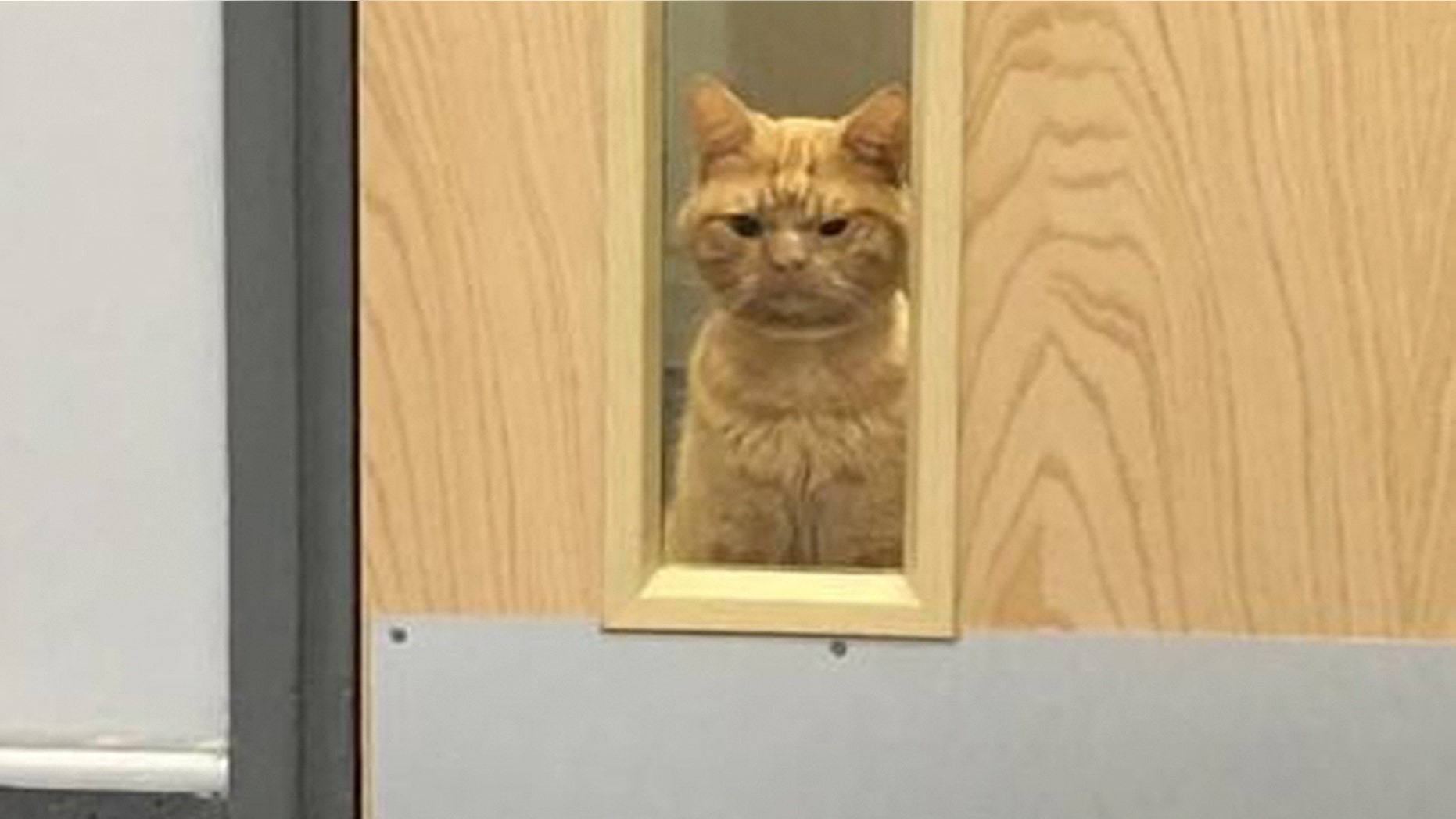 A cat who's been dubbed "Grumpy Cat 2.0" has gone viral for his dissatisfied expression.