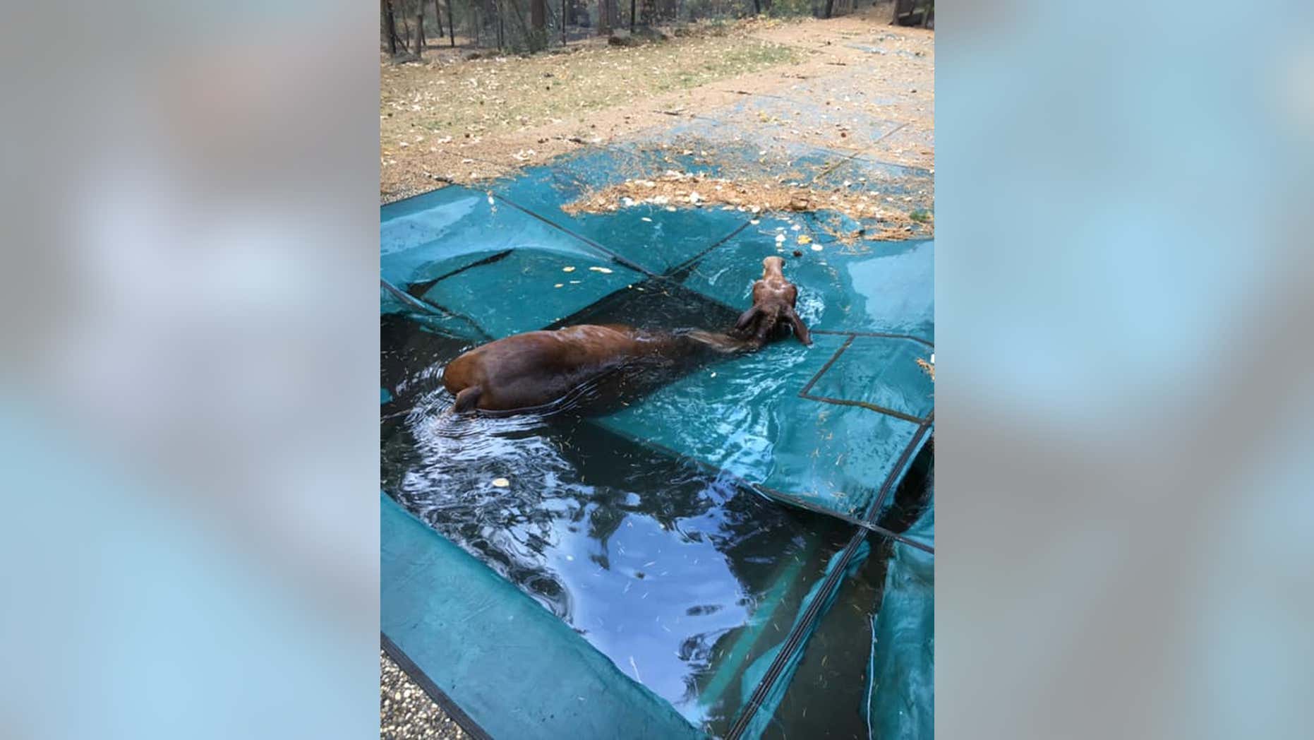 Image result for California man saves 'shivering' mule from drowning in pool after devastating Camp Fire