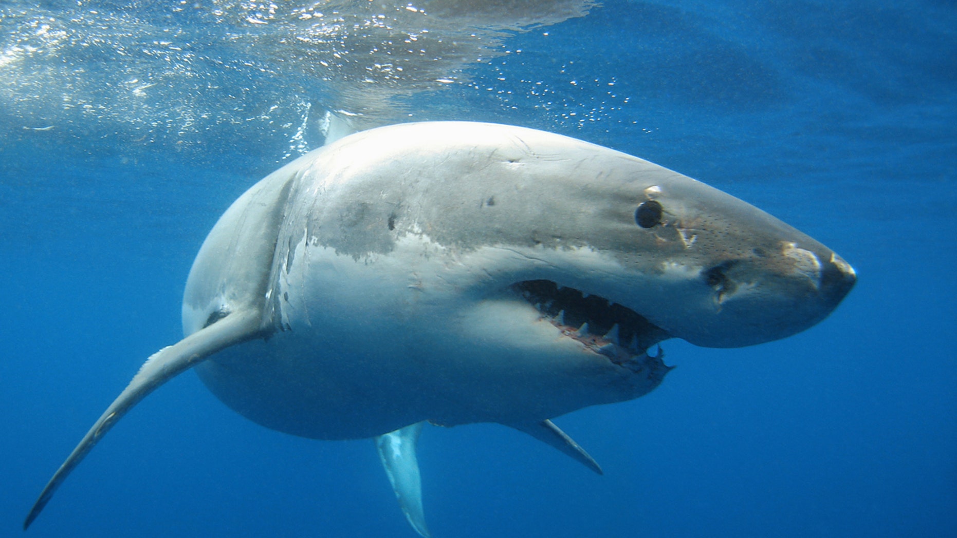A baby great white shark had to be rescued from a rocky coast in South Africa.