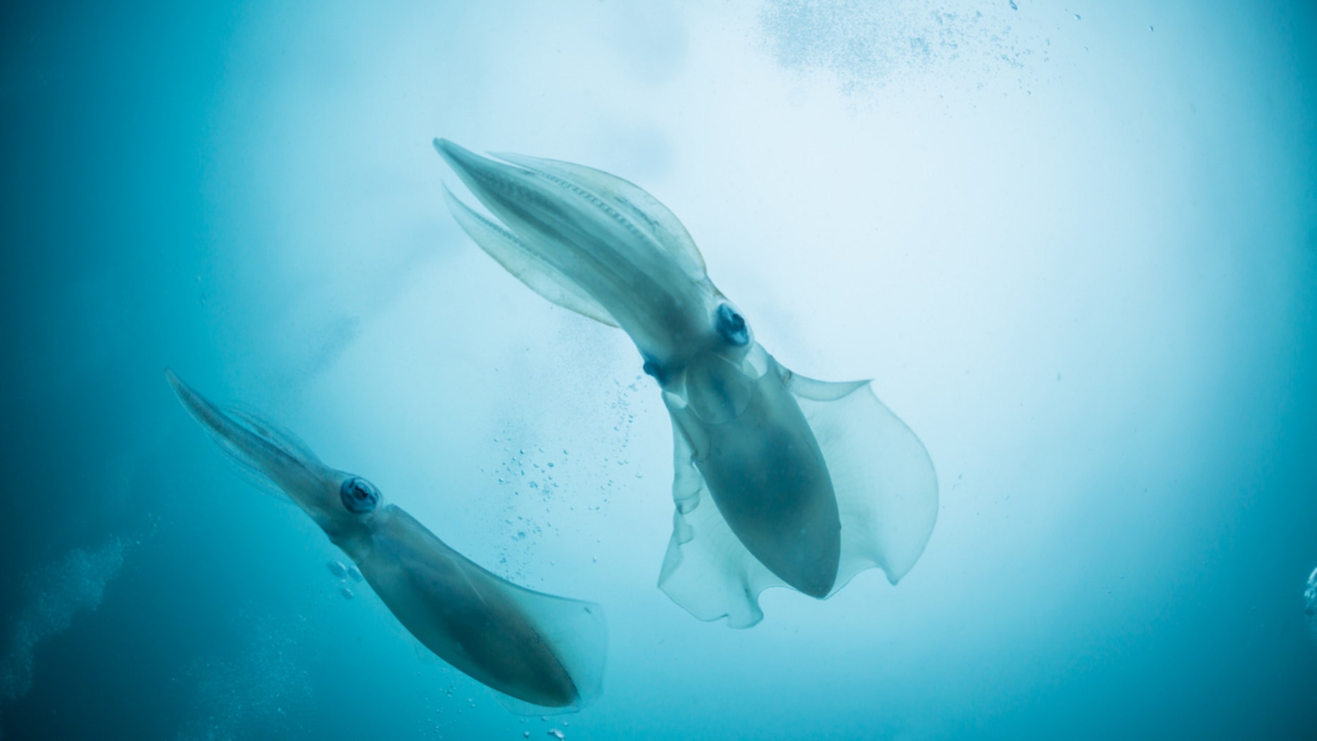 A fisherman ended up with something more than haggled after hitting a sly squid.