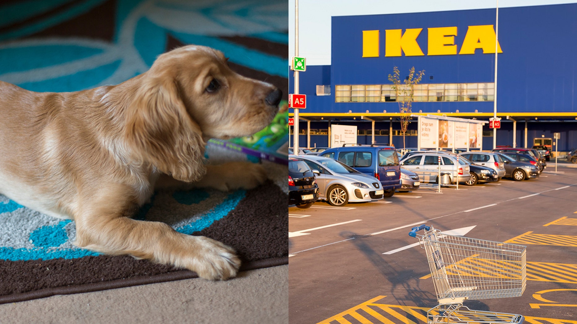 The furniture and home accessories retailer has opened its doors for stray dogs.