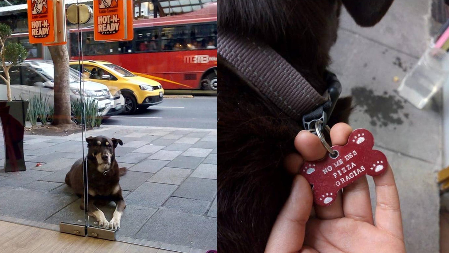 The dog is reportedly named El Jefe (“The Chief”) and belongs to the owners of a neighboring shop.
