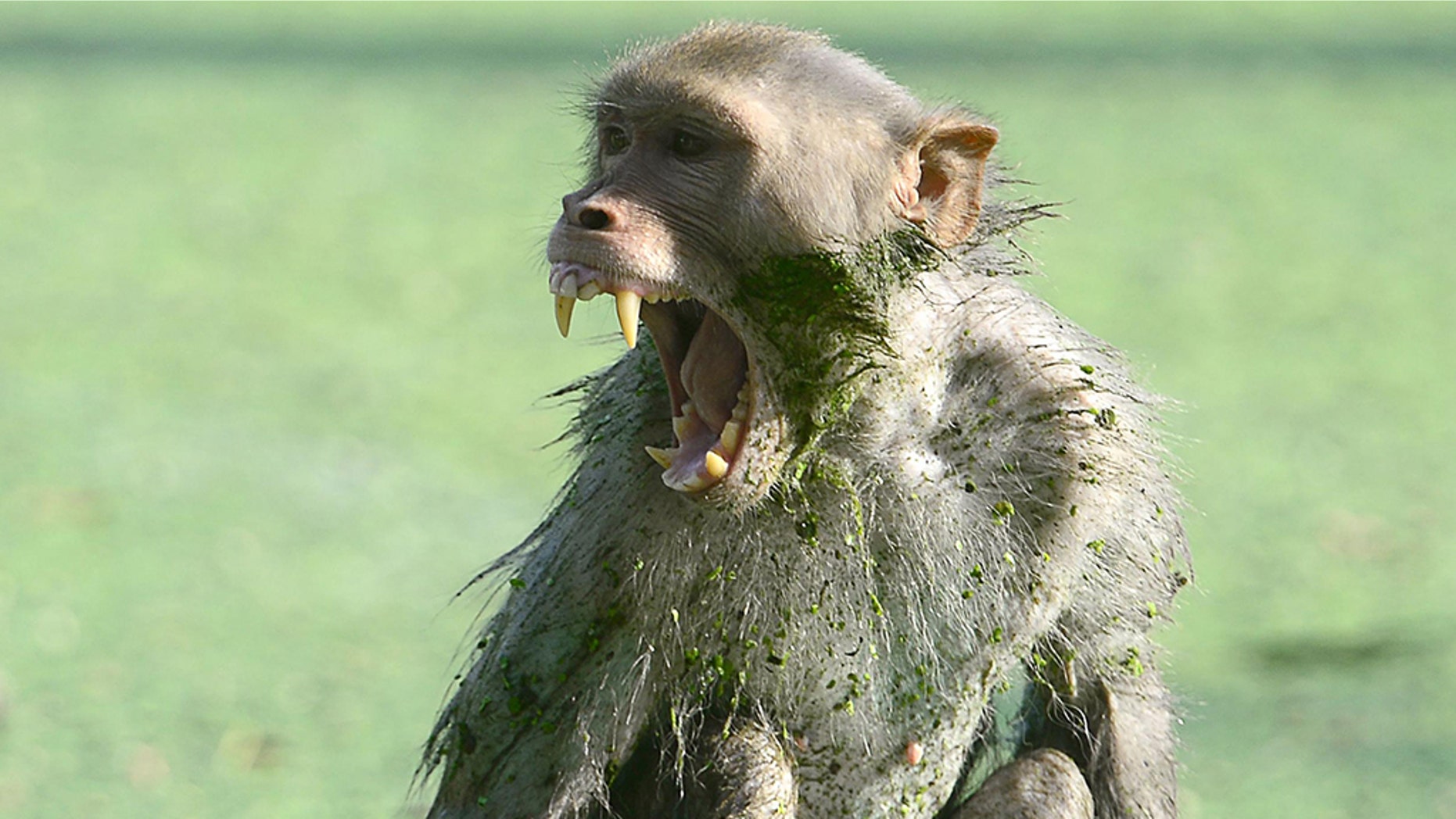 A monkey in India killed a 12-day-old baby after snatching it from his mother’s arms.