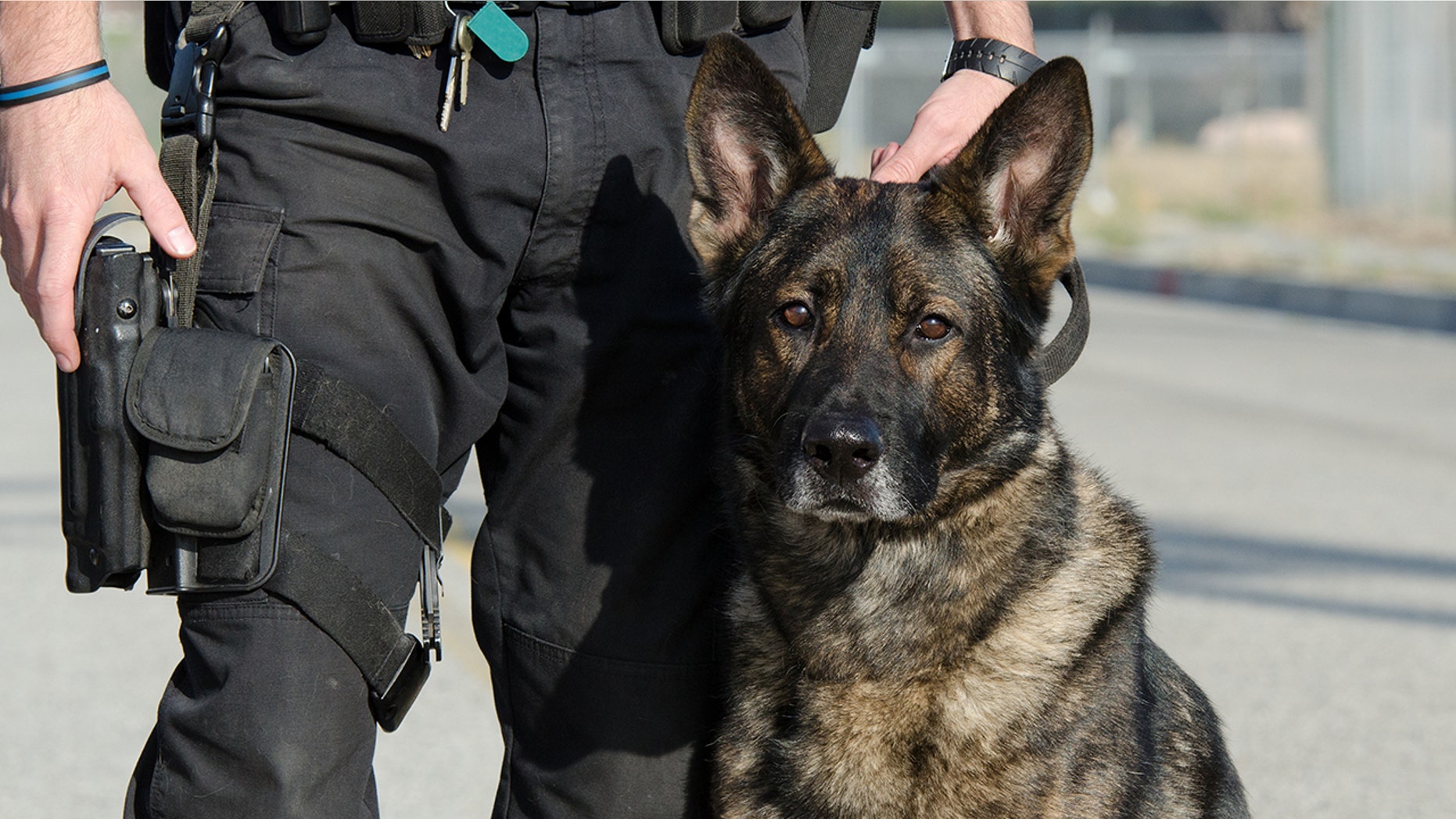 A police dog in China has been cloned and the 3-month-old clone has begun intensive training, according to state-owned media. (Stock image)