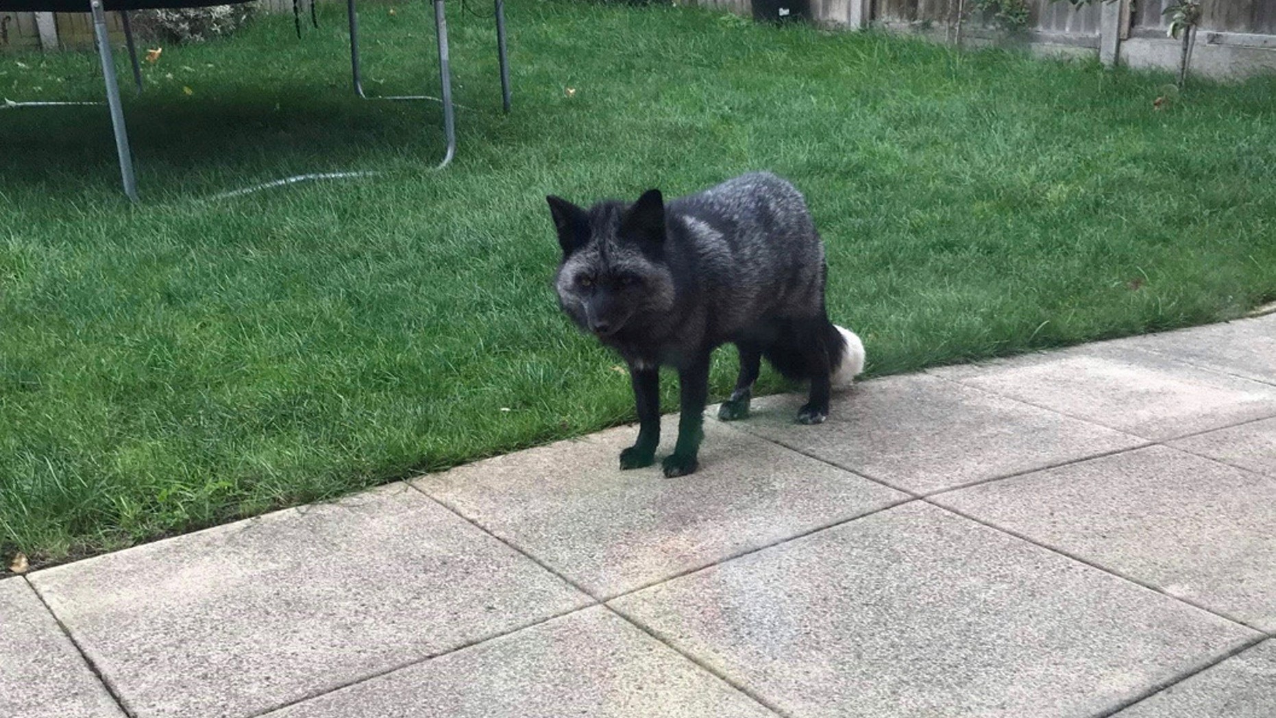 Rare admission at RSPCA center after silver fox found in Cheshire garden. (Credit: SWNS)