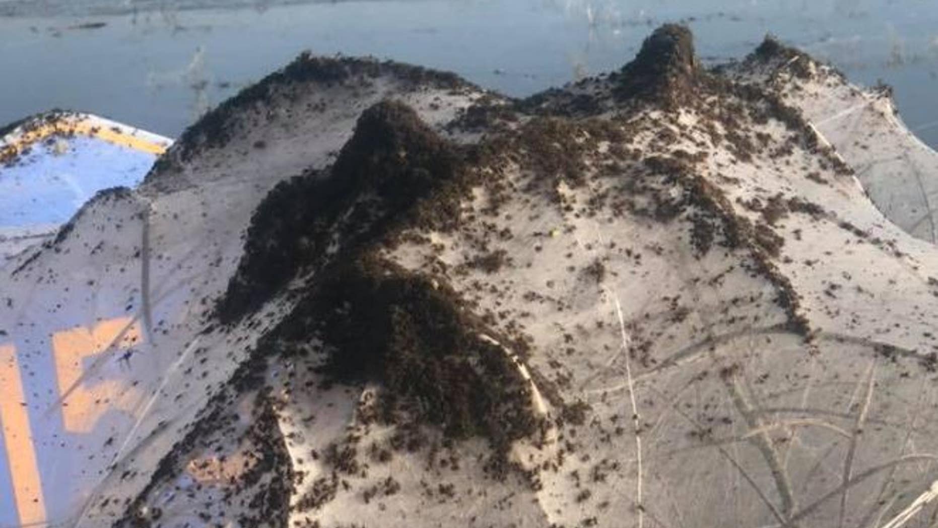 Thousands of spiders are crawling along Highway 230 in Bono, Arkansas.