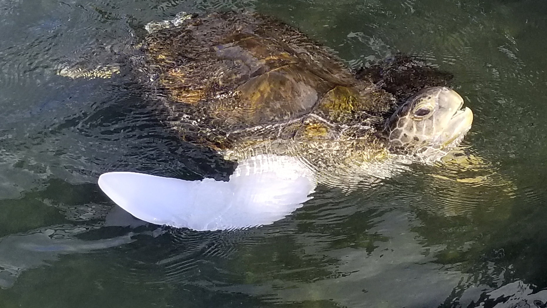 Rocky, green sea turtle, wearing his new prosthetic in his pool for the first time. (Credit: SWNS)