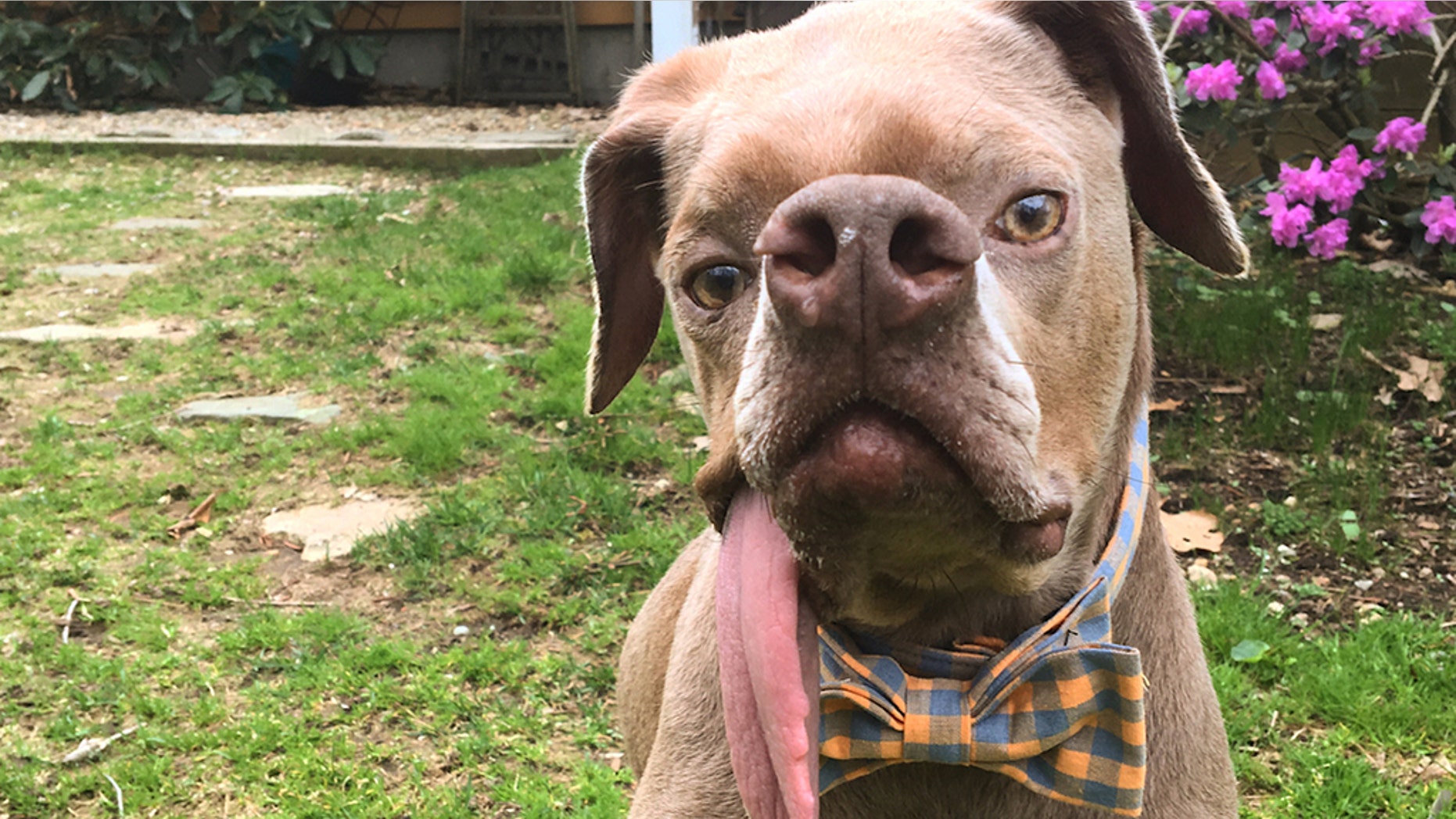 Murray was due to be euthanized, however after a wag of his tail the vets changed their mind and did what they could to treat him.