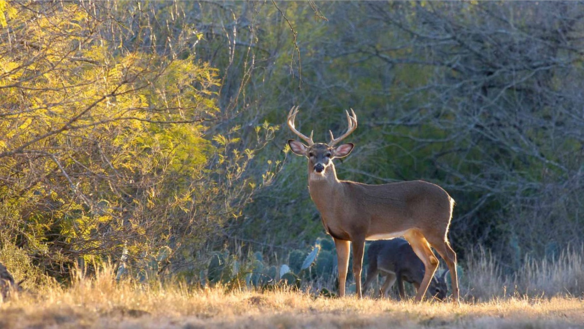 A Texas man who was illegally deer hunting also shot a Parker County sheriff's deputy as he approached, officials said.