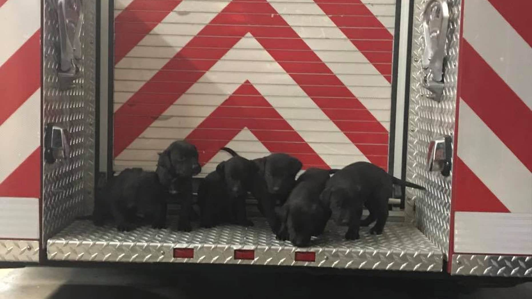 Firefighters rescued six puppies from a burning structure near the California-Nevada border on Friday, officials said.