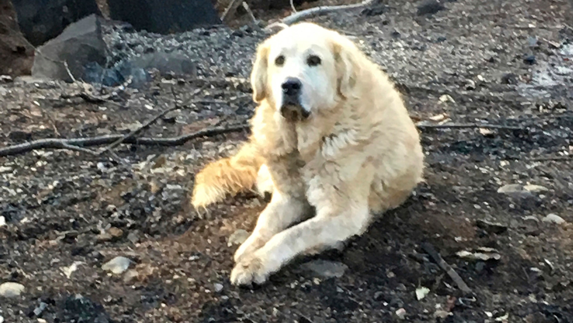 This Friday Dec. 7, 2018 photo provided Shayla Sullivan shows "Madison," the Anatolian shepherd dog that apparently guarded his burned home for nearly a month until his owner returned in Paradise, Calif. Sullivan, an animal rescuer, left food and water for Madison during his wait. (Shayla Sullivan via AP)