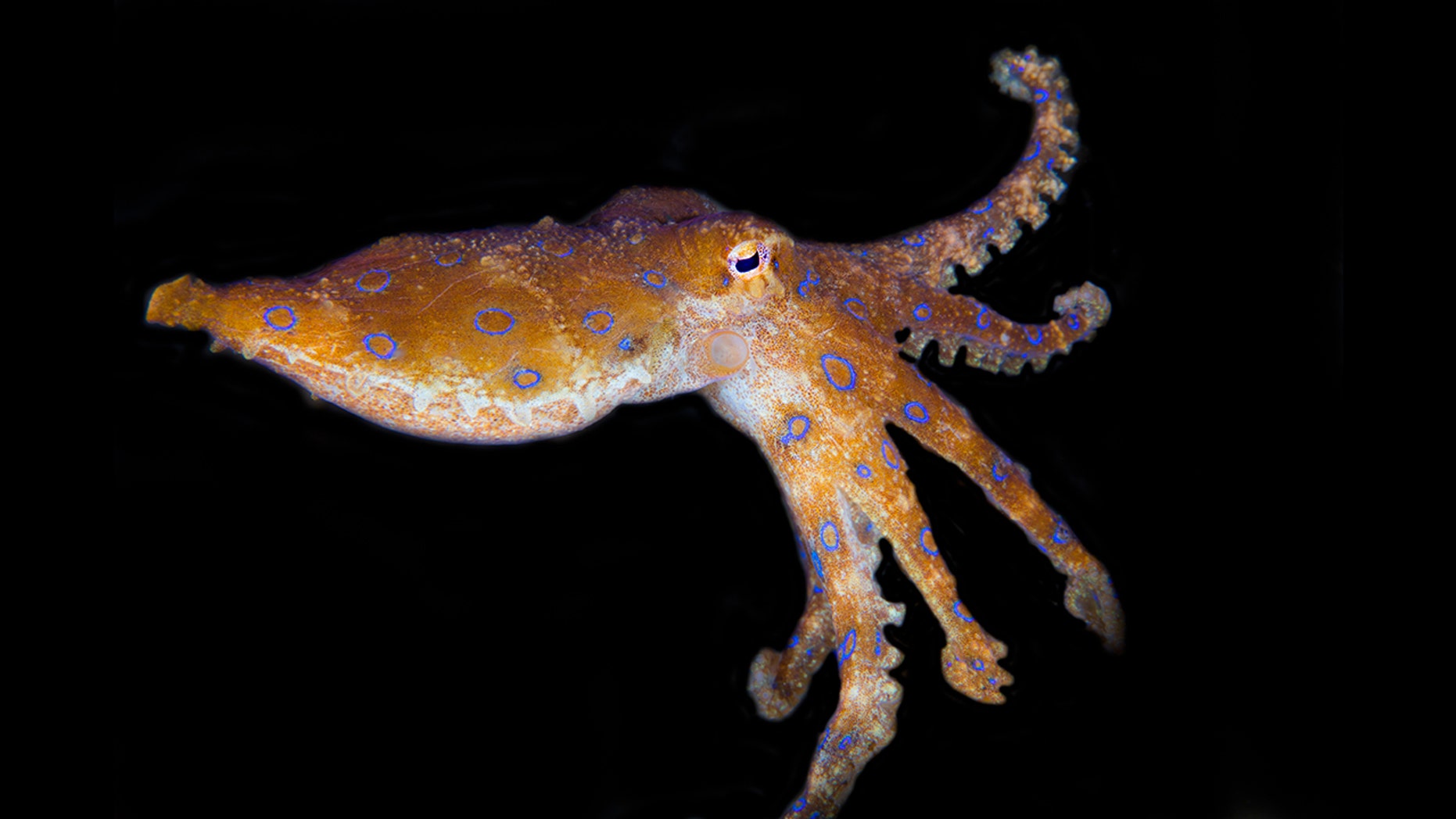 blue ringed octopus bite