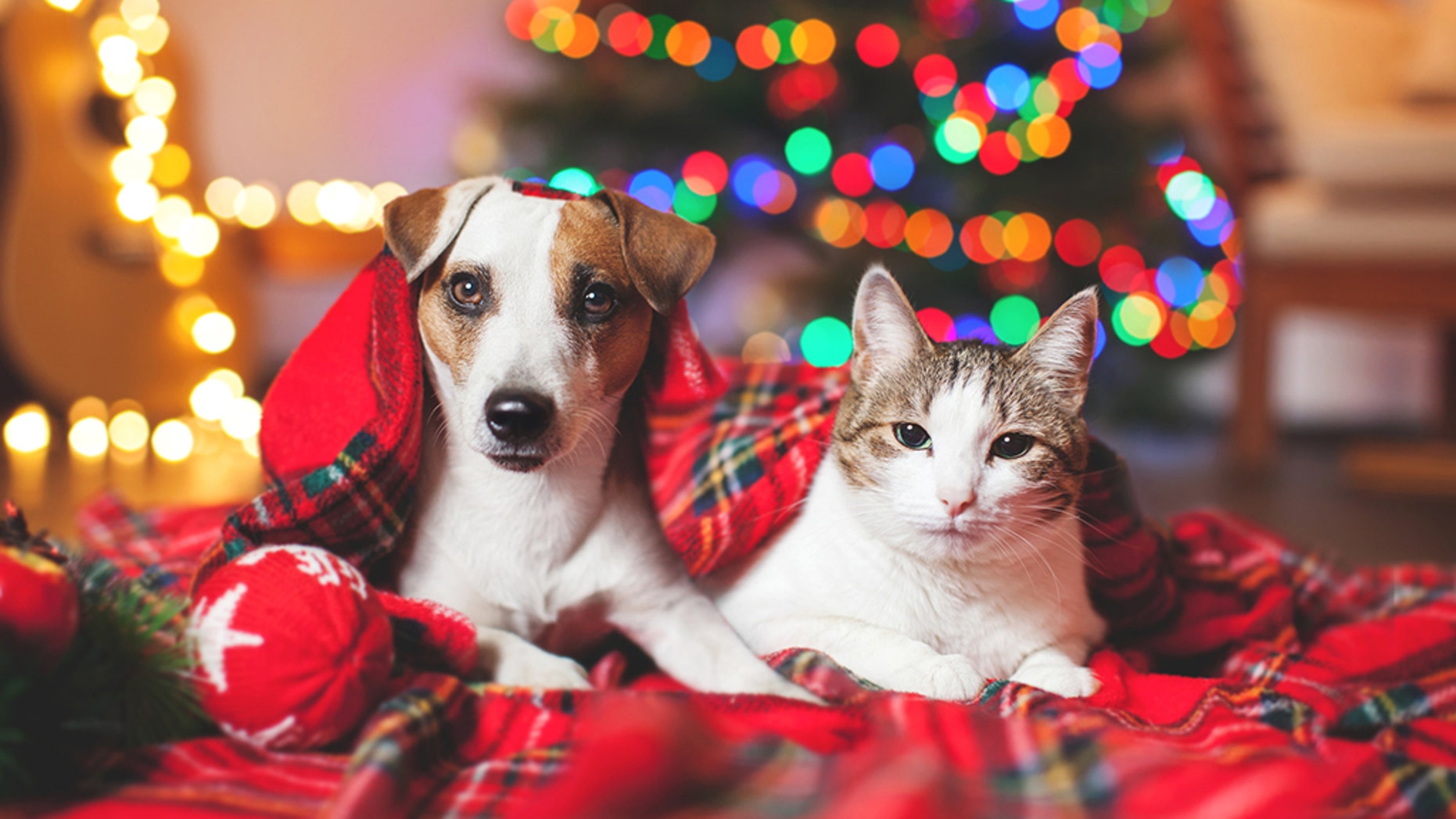 Are Christmas trees safe for dogs and cats? What to know about the ...