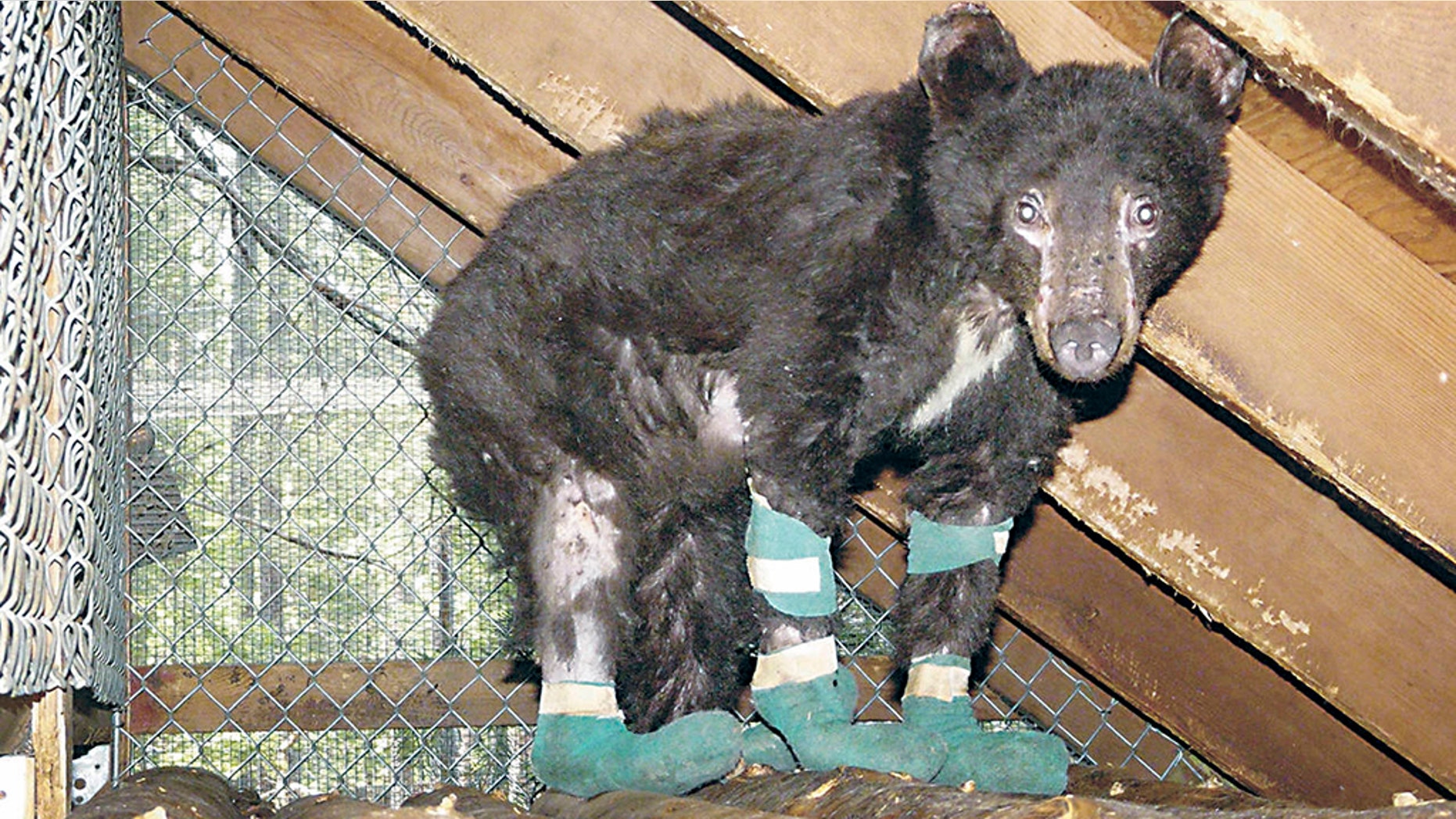 Cinder the black bear shortly after the wildfire.