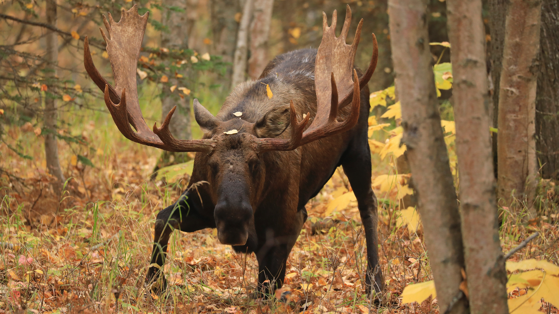 In this Oct. 2, 2018, photo taken, a mature bull moose begins to stand up in forest at Kincaid Park in Anchorage, Alaska. State prosecutors say an Anchor Point man has been sentenced to nine months in jail and fined more than $100,000 for poaching three moose near his community and leaving the carcasses to rot. (AP Photo/Dan Joling, File)