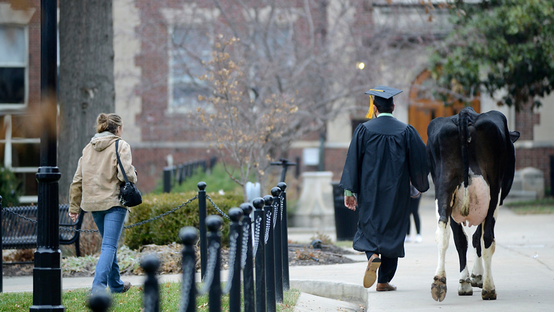 In this Thursday, Dec. 13, 2018 photo, senior animal sciences major Massimo Montalbano, and Amelia, a three year old cow, right, walk on the campus of University of Missouri in Columbia, Mo. Montalbano, brought towering dairy cow to join his commencement photo shoot. Montalbano worked with cattle throughout his undergraduate studies with the university's Foremost Dairy Research Center. (Liv Paggiarino/Missourian via AP)