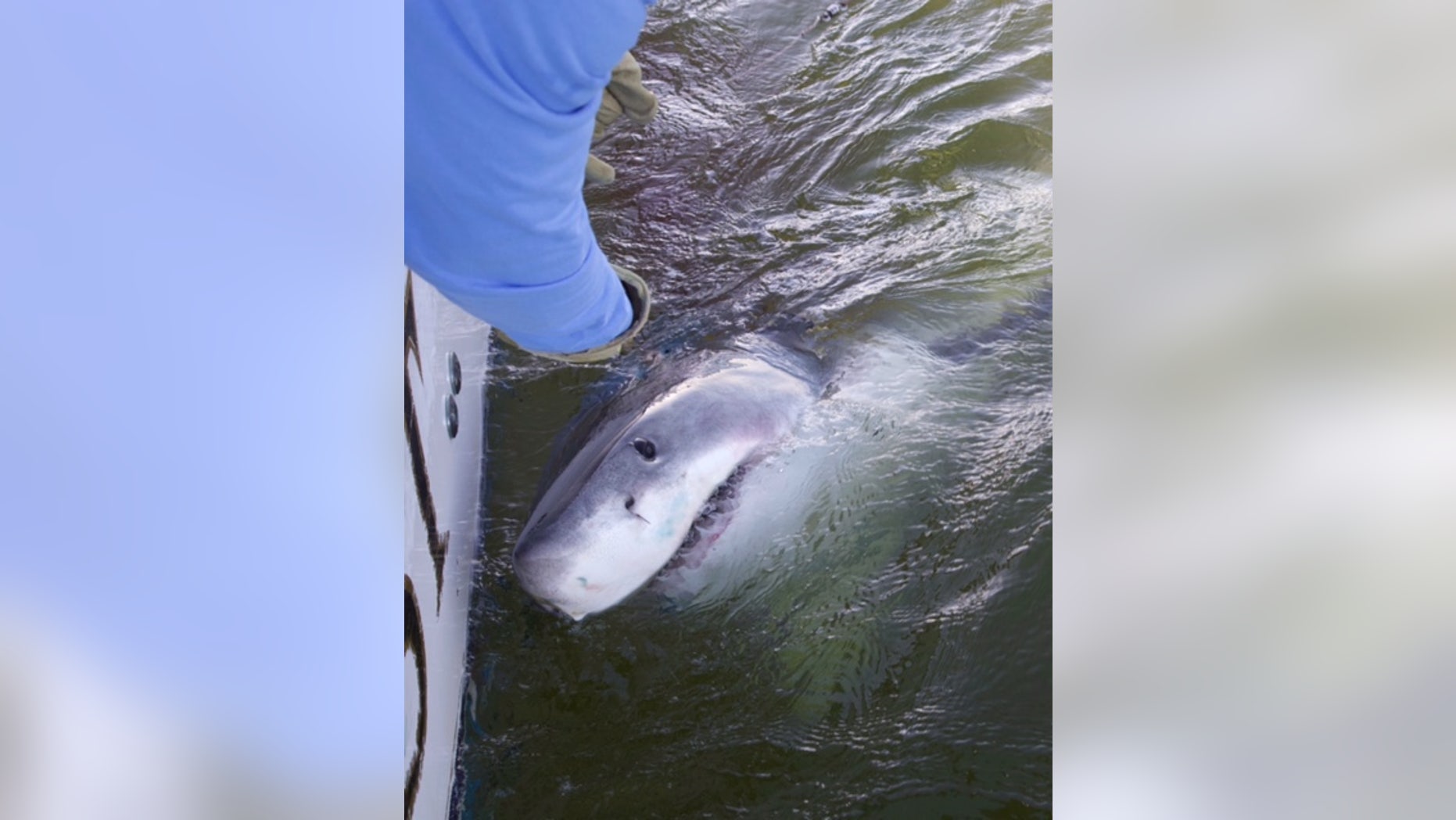 South Carolina fisherman hooks 17-foot great white shark: It was a