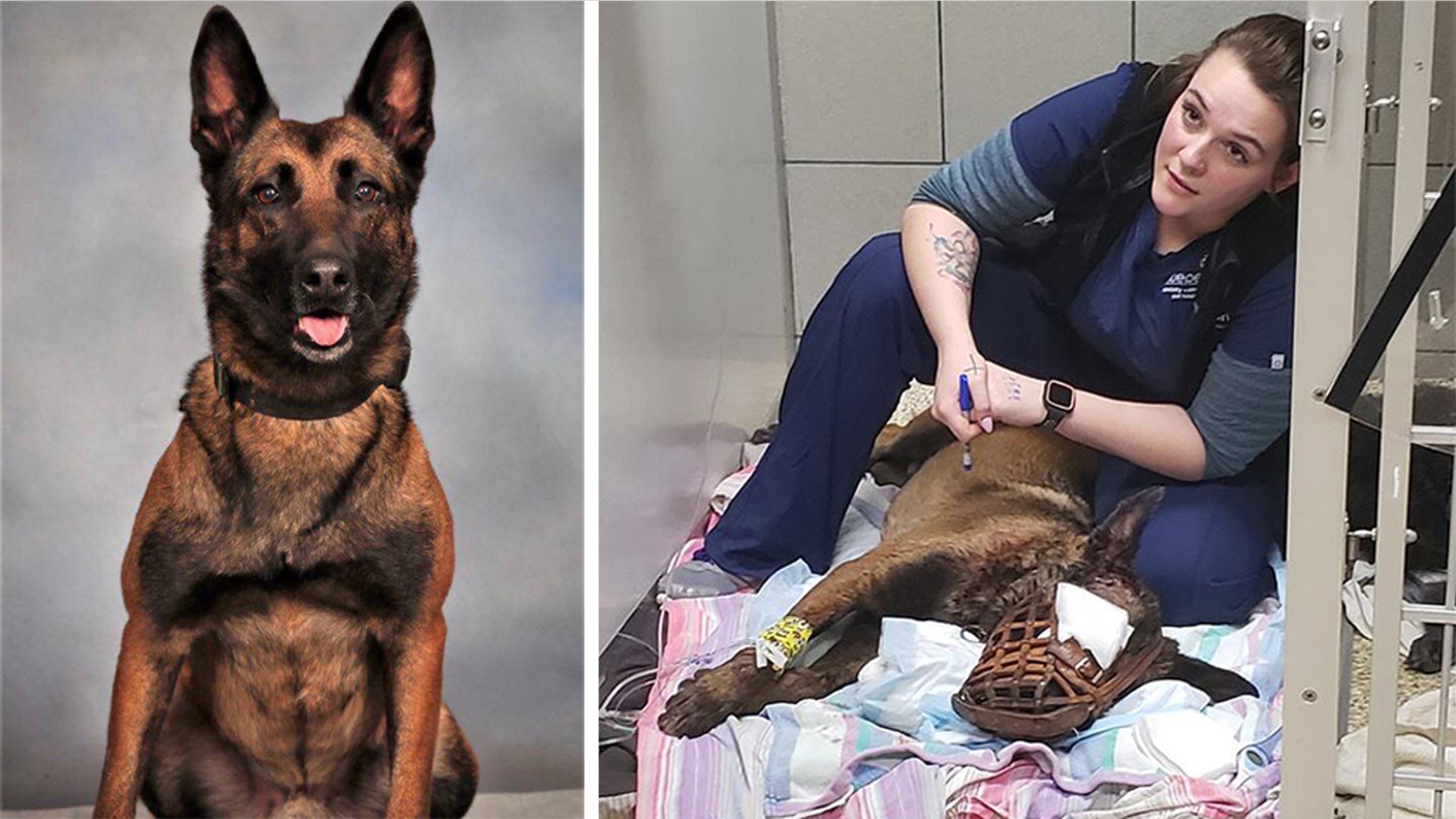 K-9 Indi, an officer with the DeKalb County Police Department in Georgia, lost an eye after a gunman opened fire following a traffic stop Thursday.