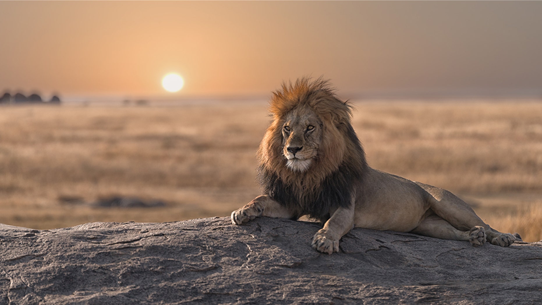 Massive lion fends off more than 20 hyenas during attack, wild video