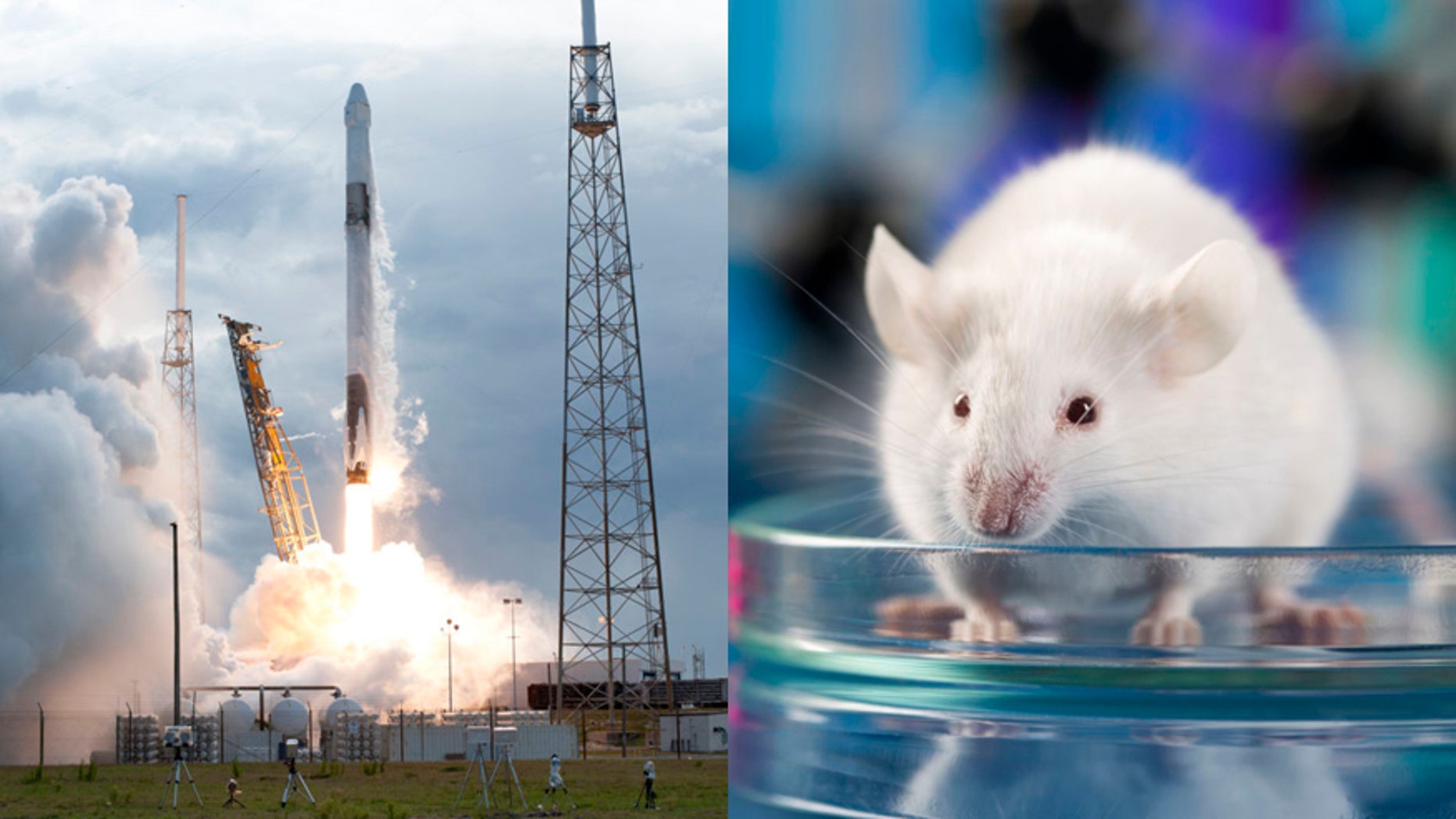 Some 40 mice will be traveling to the ISS in the SpaceX Dragon cargo capsule as part of a project called Rodent Research-8 (RR-8).