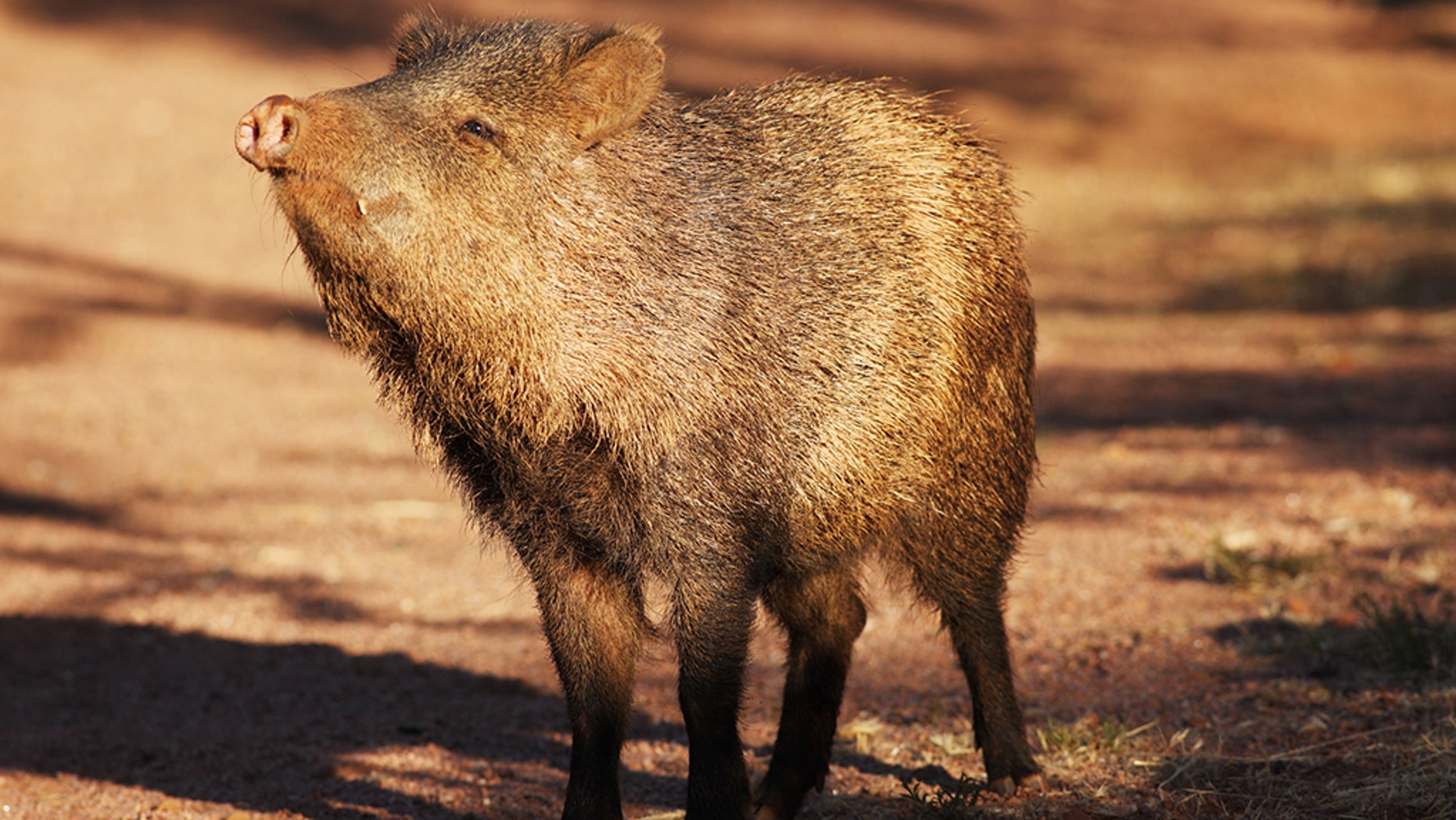 A modern-day peccary.