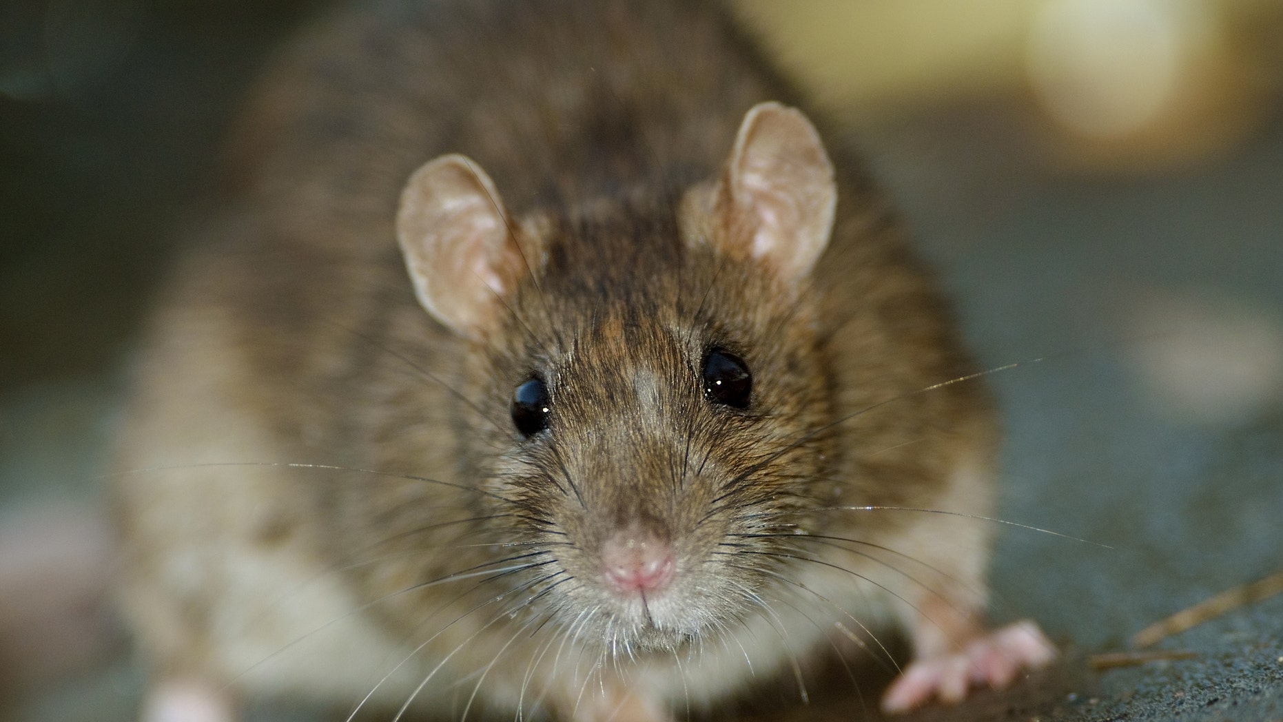 The #SnackRat is upon us.