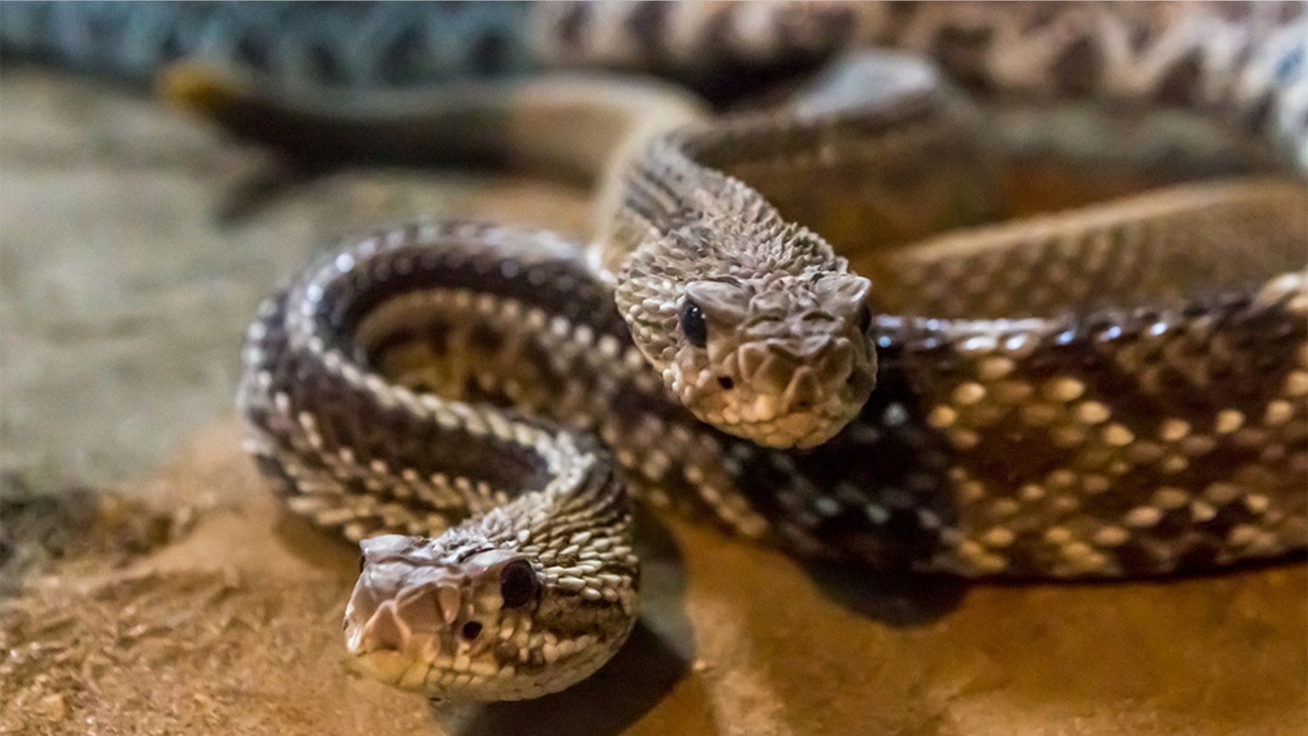 The Texas rancher found the snakes under his hunting shed.