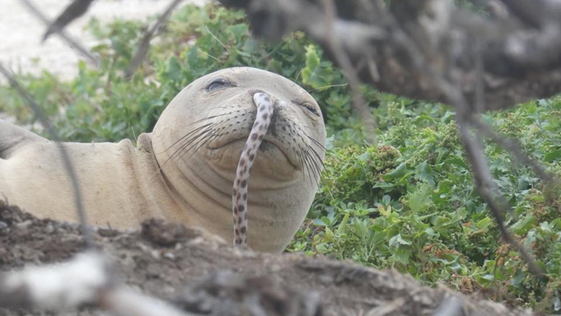 The Hawaiian monk seal is an endangered species.