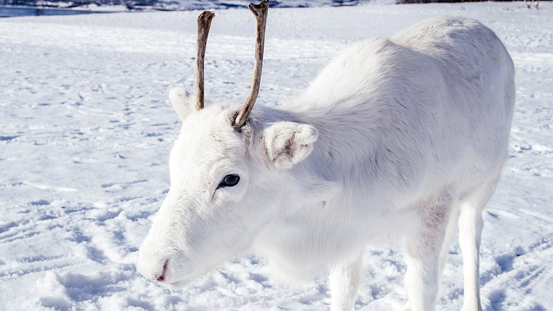 A Christmas miracle? Photographer spots rare white reindeer | Fox News