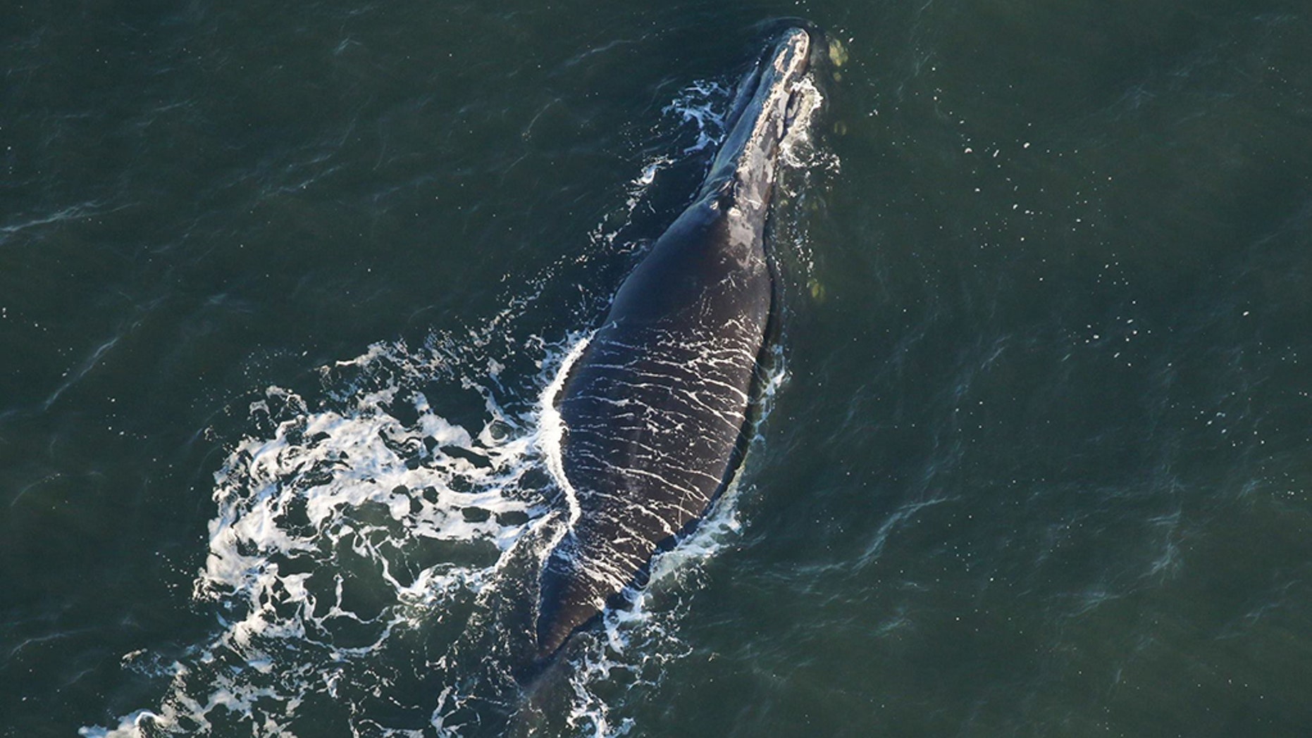 First right whale calf of season seen by endangered-species observers, Florida wildlife officials say