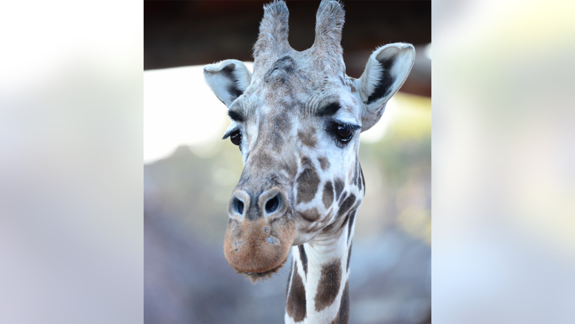 The oldest giraffe in North America died Thursday at a zoo in Colorado at age 32.