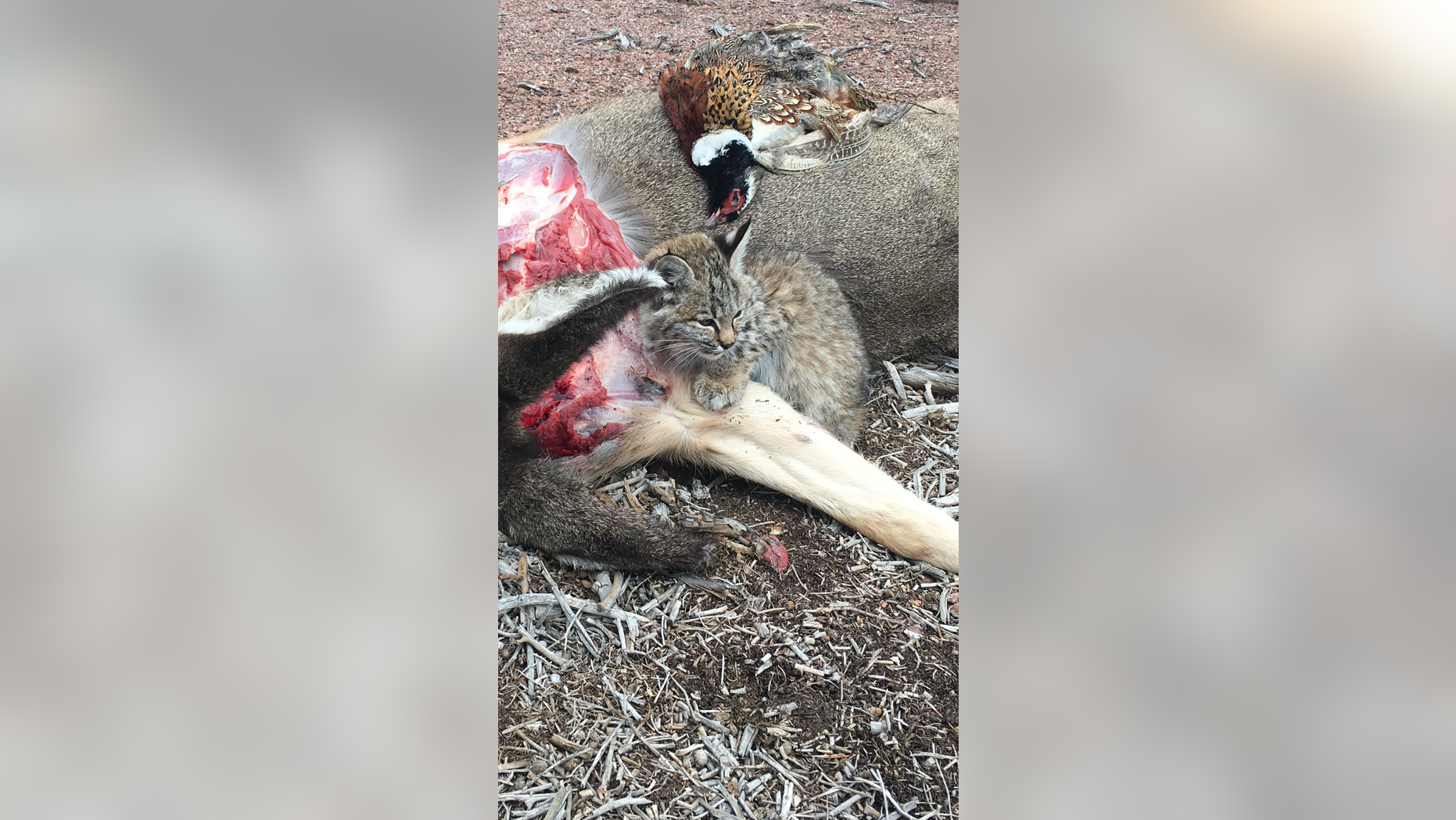 The bobcat, dubbed "Mr. Murderbritches," was captured after he killed a chicken in a coop. He is pictured here eating a road-killed deer and a pheasant killed by an eagle before his most recent release.