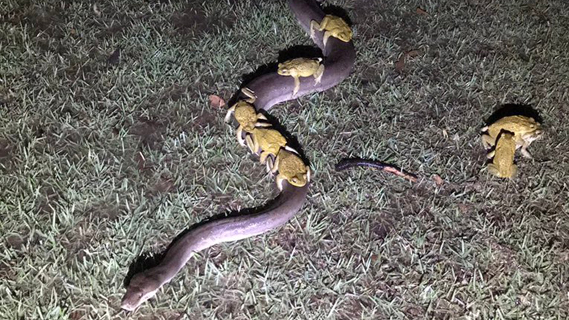 Cane toads captured hitching a ride -- and trying for more -- on Australian python