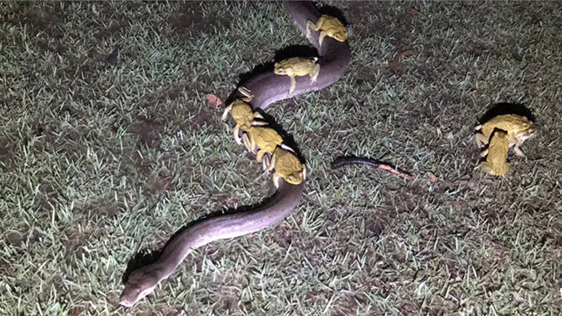 Paul and Anne Mock said they spotted the strange sight on Sunday outside their home.
