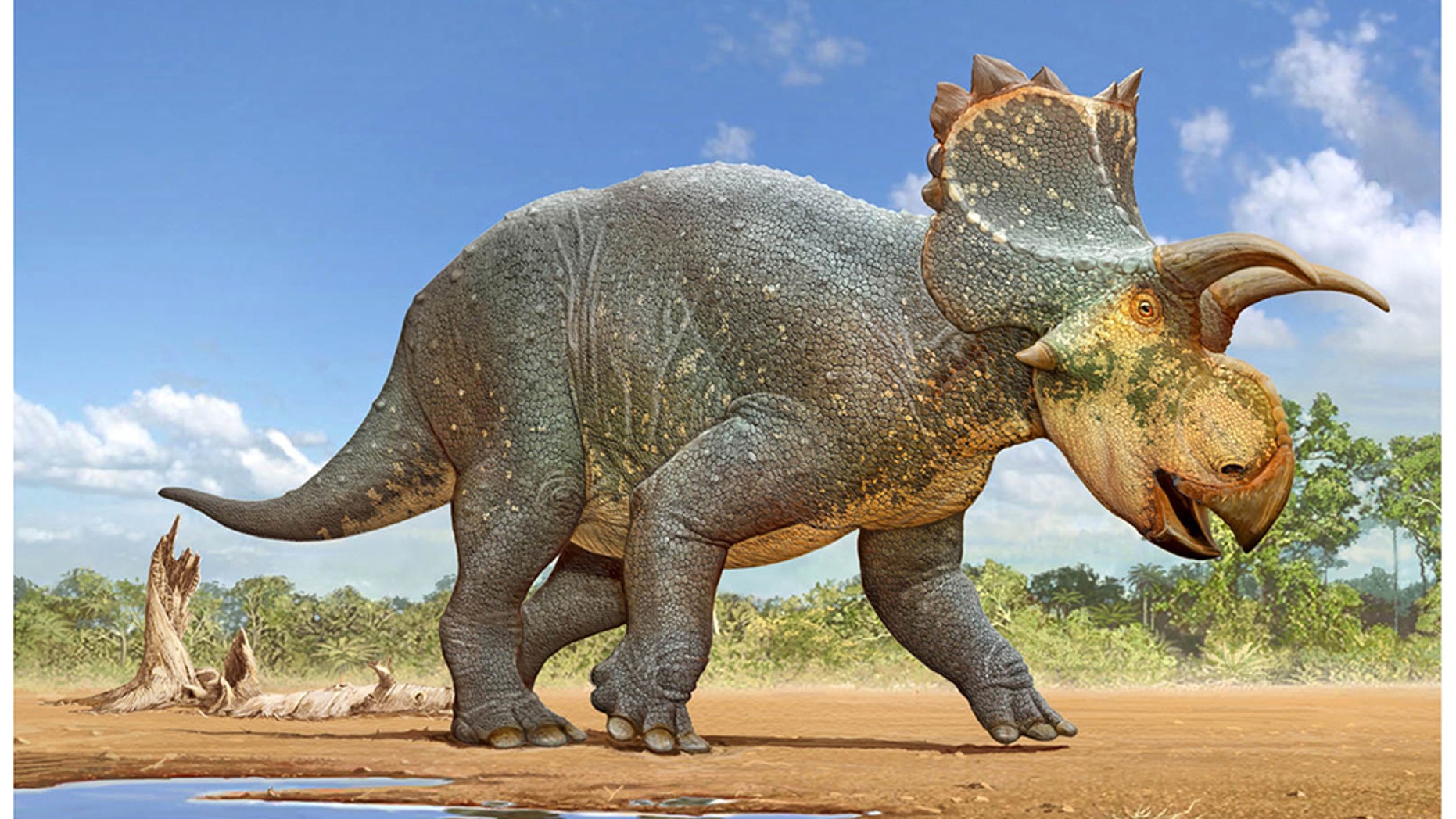 New Horned Dinosaur Species Discovered In Arizona Wows Paleontologists New Horned Dinosaur Species Discovered In Arizona Wows Paleontologists