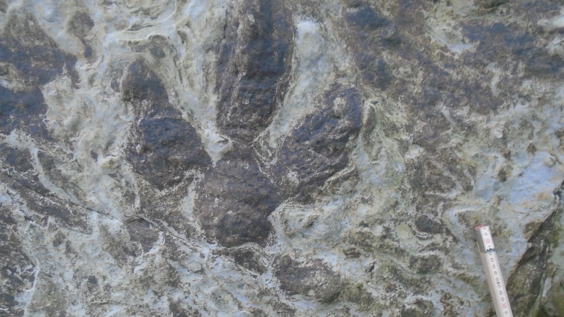'Treasure trove' of dinosaur footprints uncovered by strong storms 'Treasure trove' of dinosaur footprints uncovered by strong storms