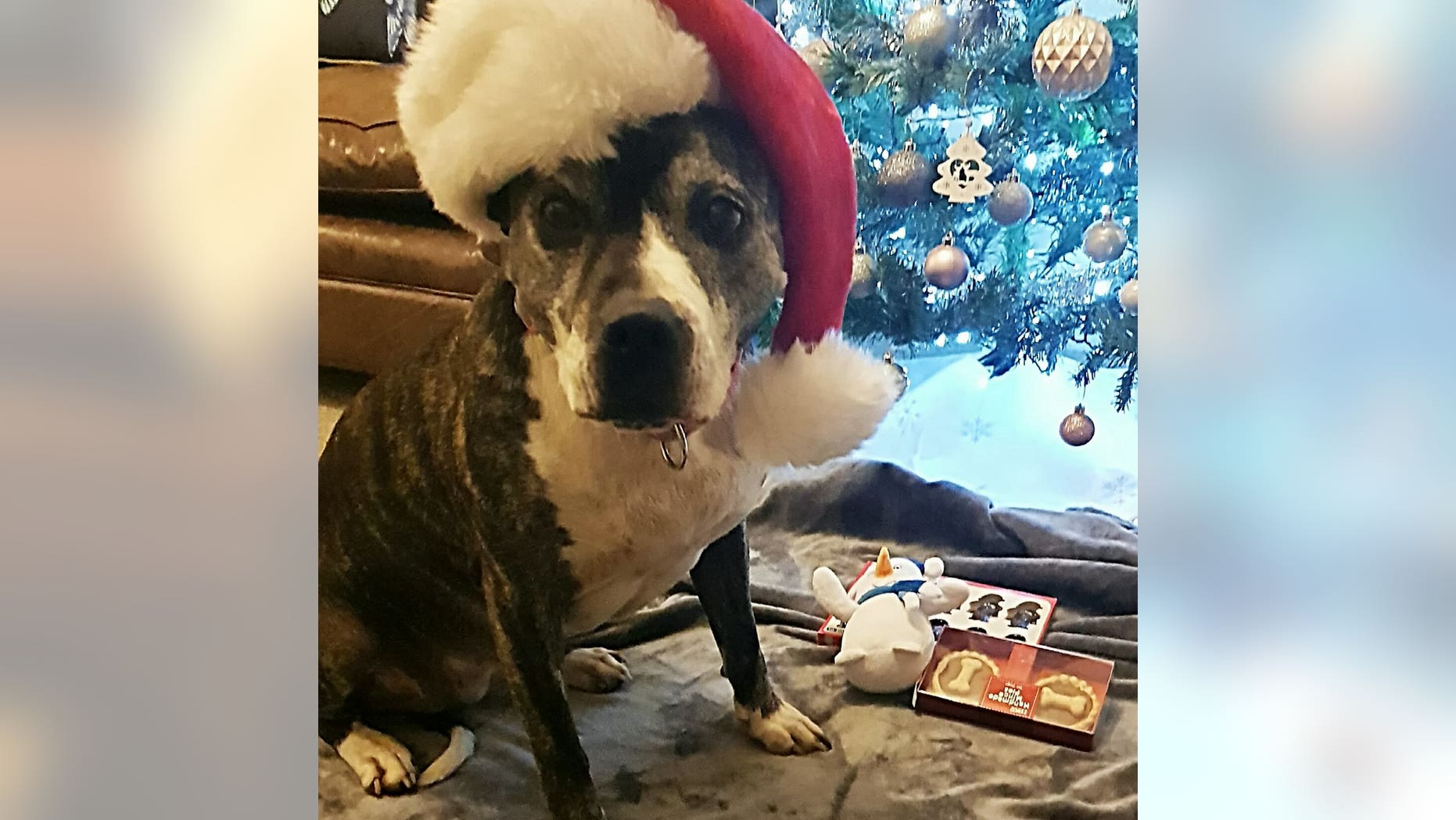 Roxy has finally been adopted after eight years at Teckels dog shelter in Whitminster, Gloucestershire.