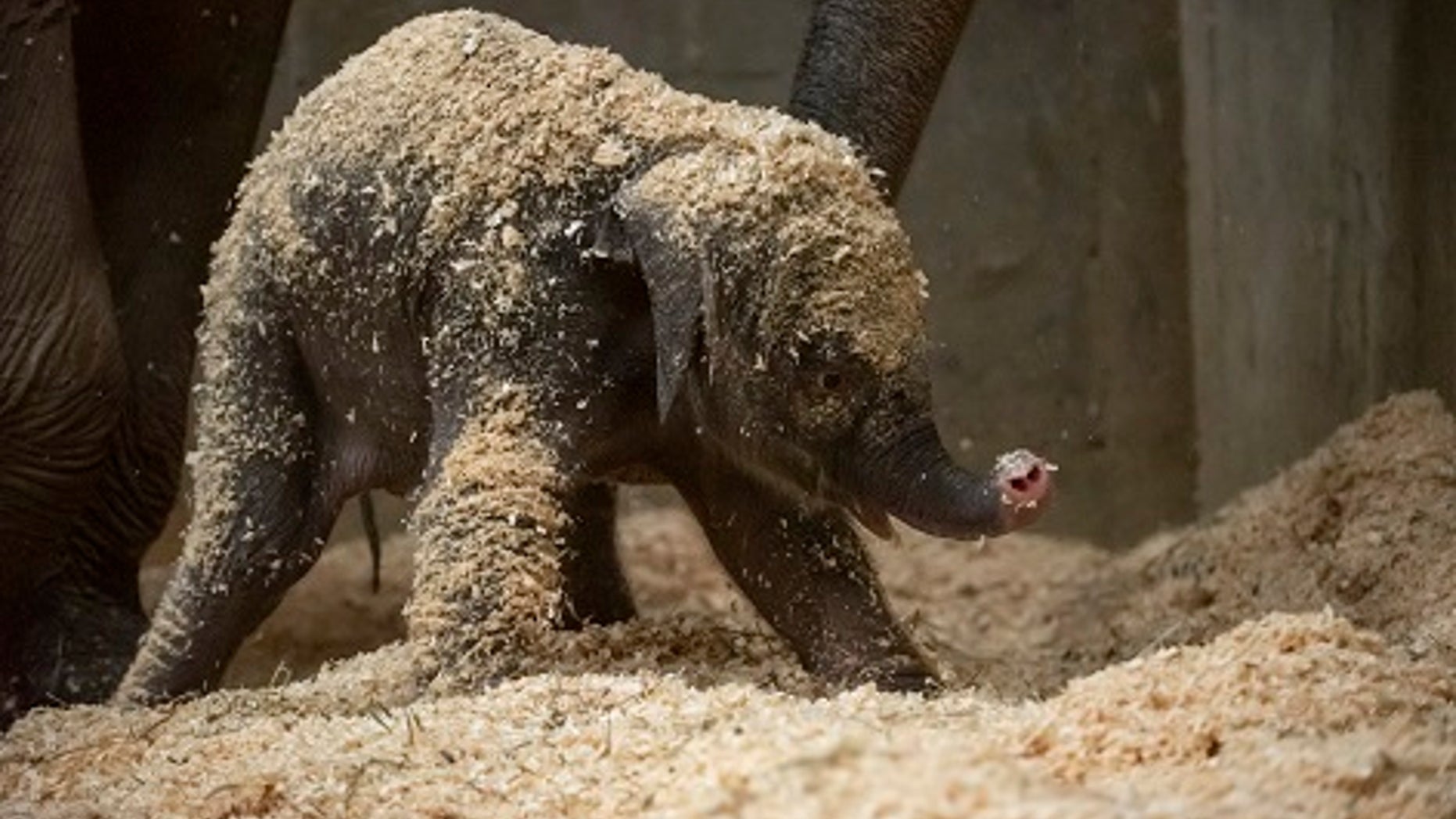An Asian elephant was born Thursday, Dec. 6, 2018 in Powell, Ohio.