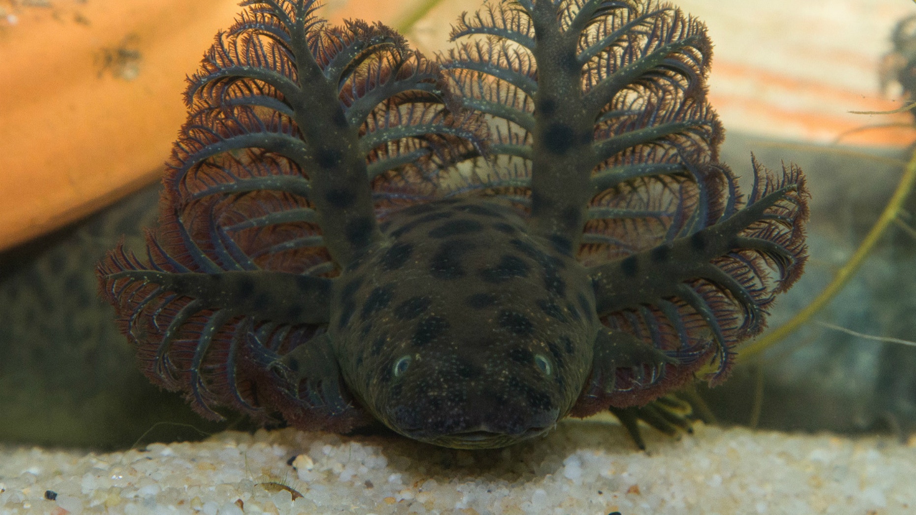 Newly described aquatic salamander &lt;i&gt;Siren reticulata&lt;/i&gt; — reticulated siren — has a spotted, eel-like body and no hind limbs.