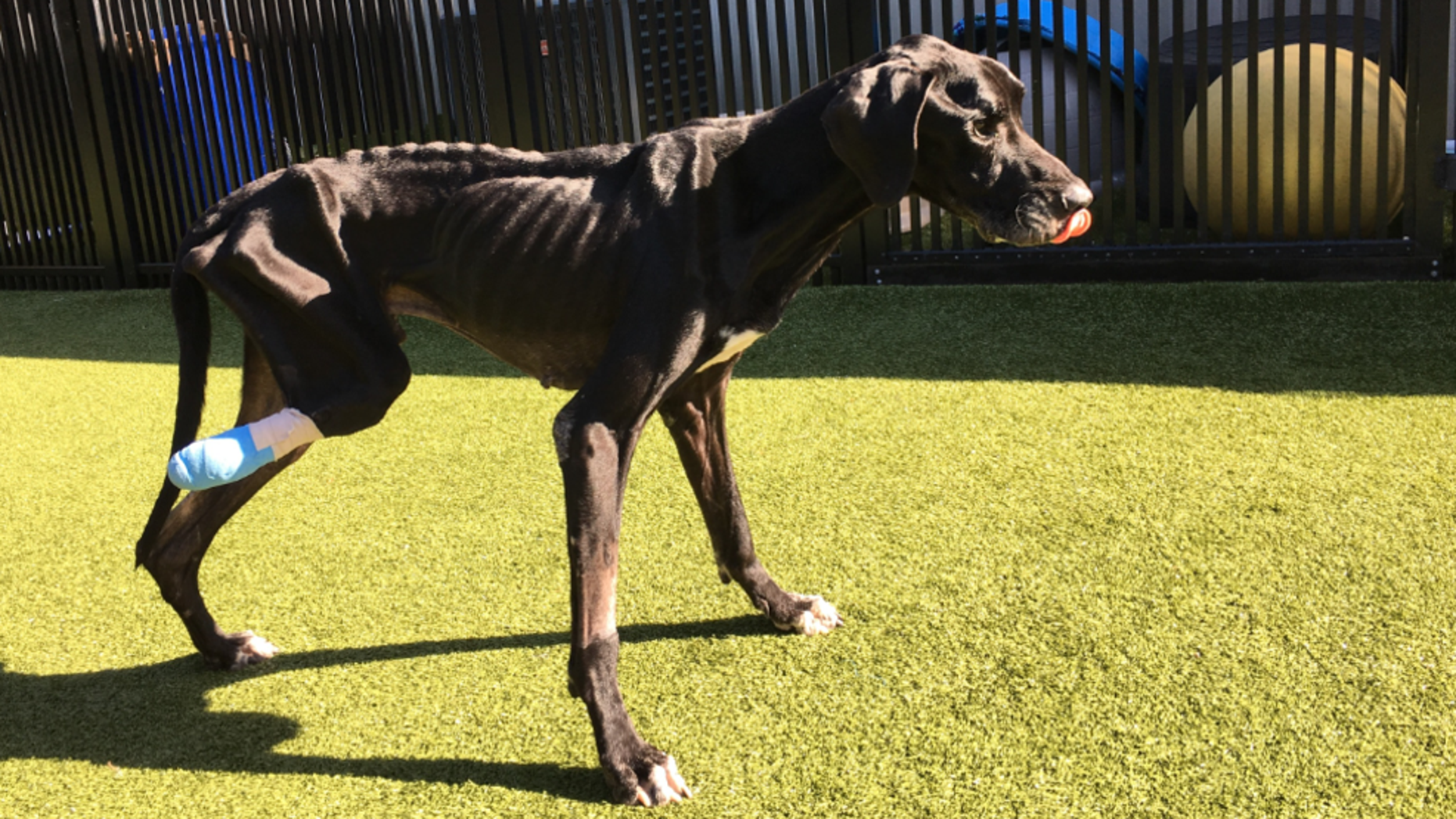 While the dog has a will to live, the shelter said, he is still in critical condition.