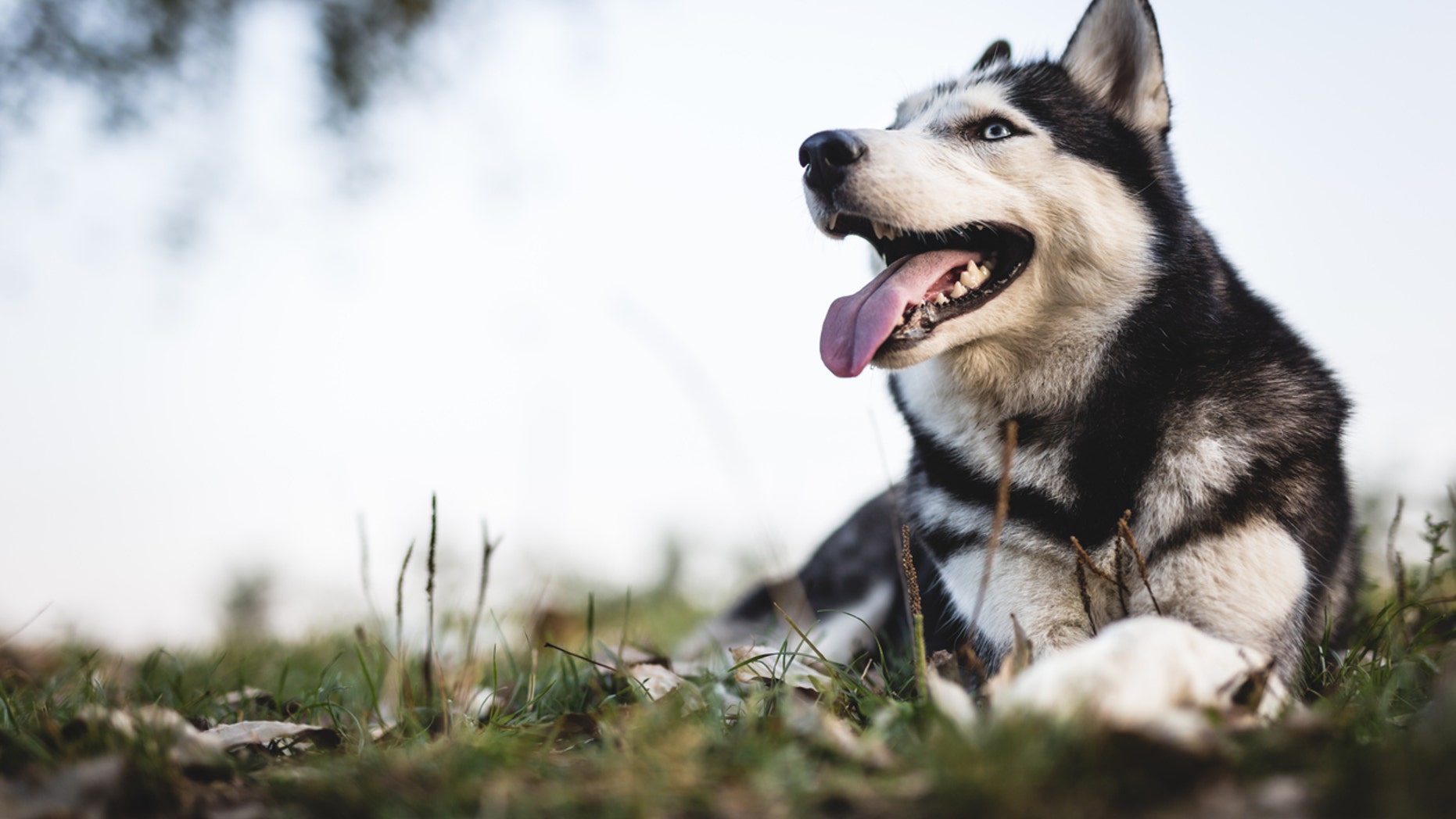 The Siberian husky, similar to the one pictured above, came to live with Herfel as a 9-month-old pup.