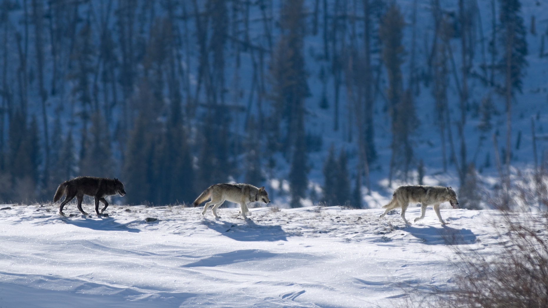 Spitfire, not pictured, was a popular sight among wolf watchers at Yellowstone National Park.
