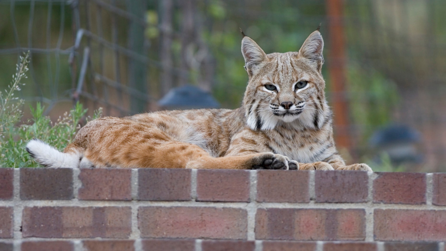 Family has pet bobcat returned after court battle | Fox News