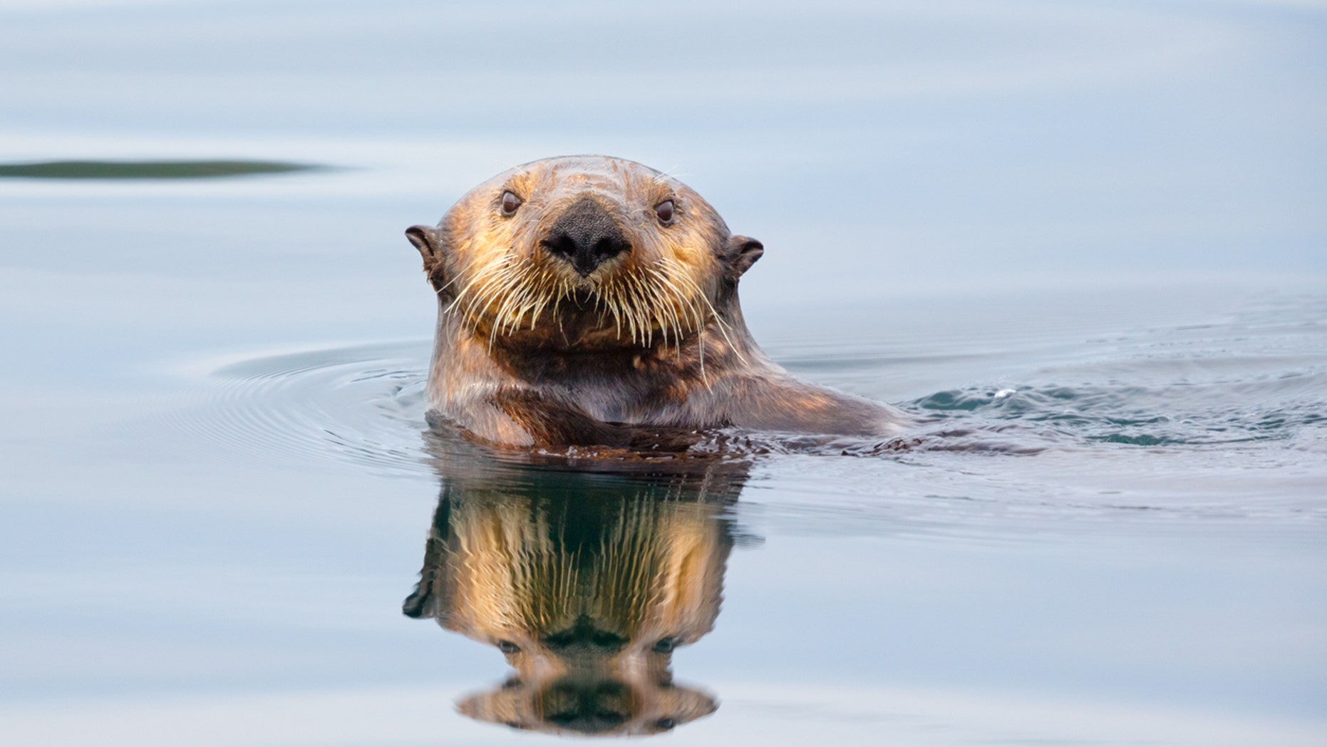 Monterey Bay Aquarium was in the hot seat for their choice of phrases.
